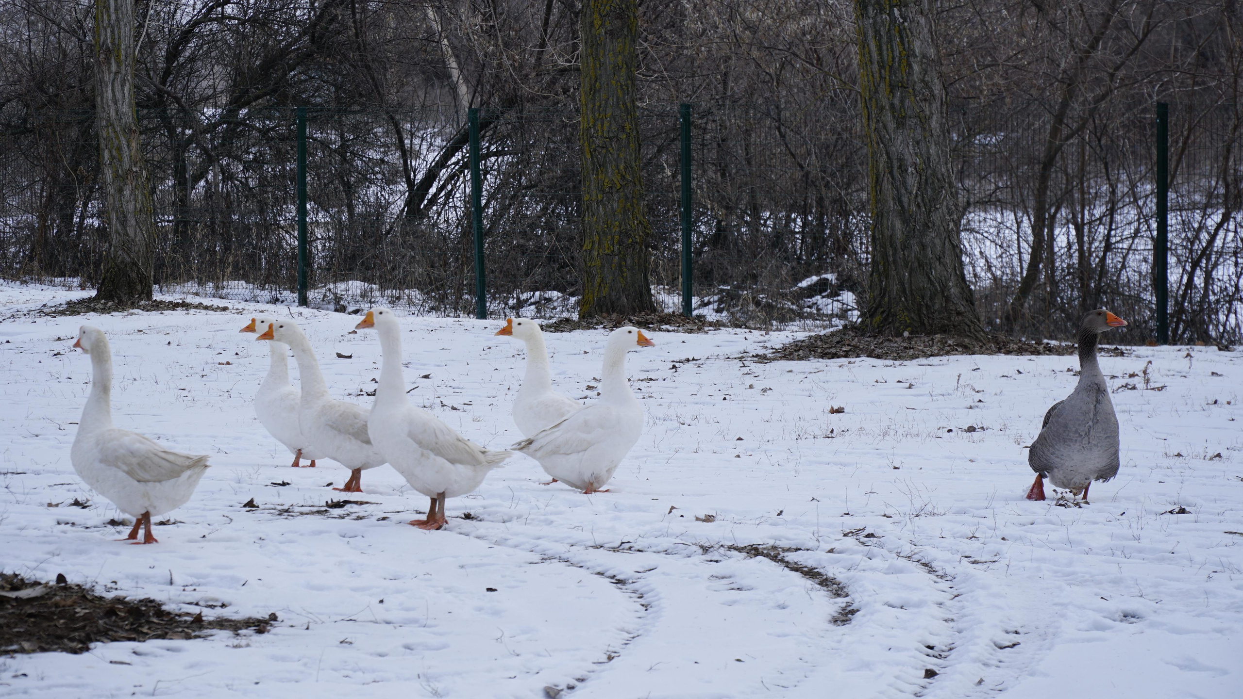171 001 Гуси. ВИЗУАЛЬНЫЕ И ЗВУКОВЫЕ РЕШЕНИЯ ДЛЯ БИЗНЕСА И СЪЁМОК ТЕЛЕТЕЛА