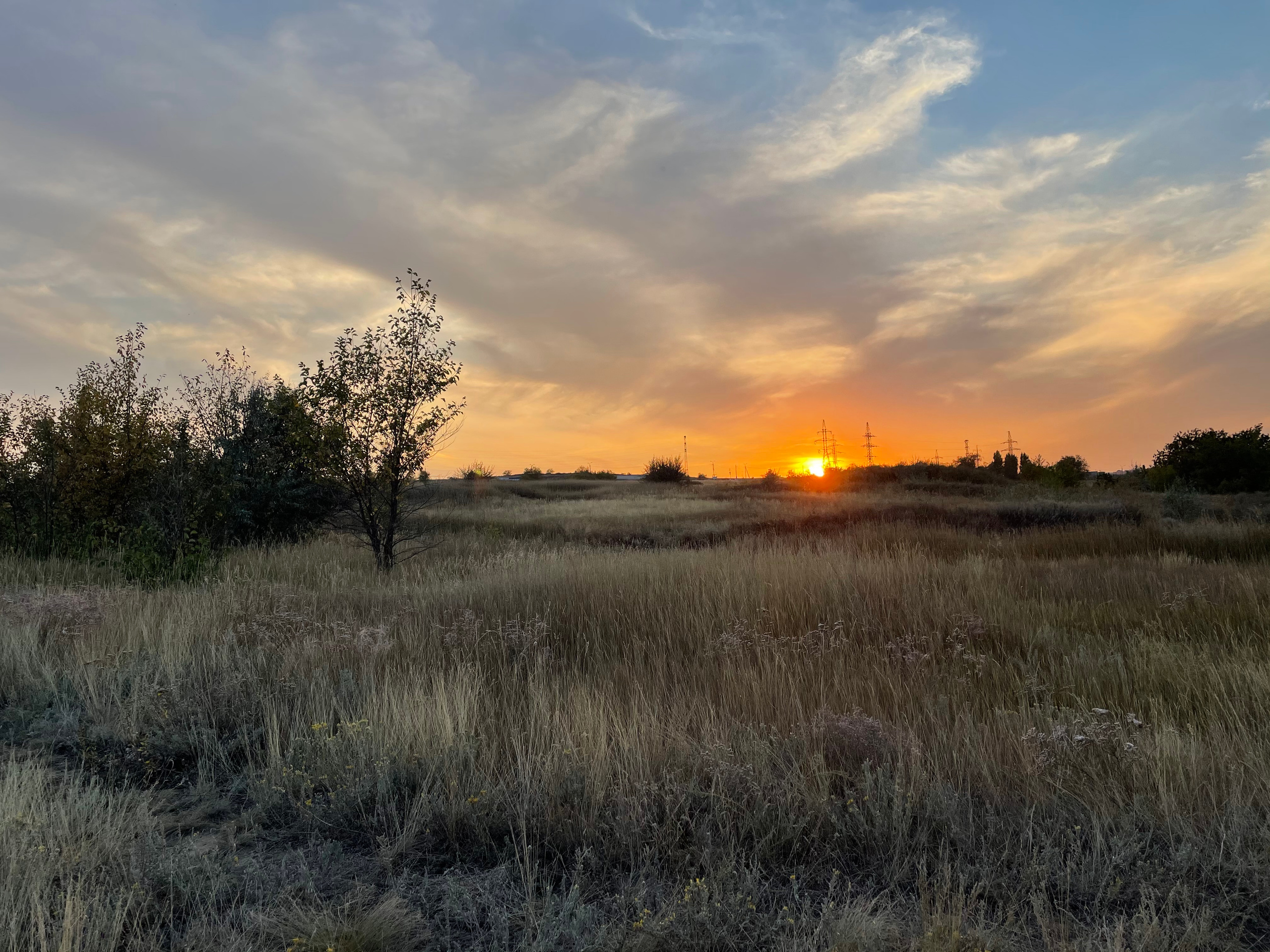 10 706 Степь, дерево. ВИЗУАЛЬНЫЕ И ЗВУКОВЫЕ РЕШЕНИЯ ДЛЯ БИЗНЕСА И СЪЁМОК ТЕЛЕТЕЛА