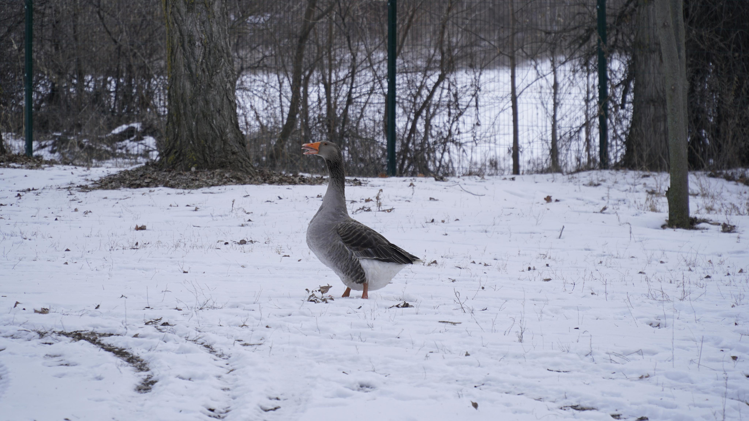 171 001 Гуси. ВИЗУАЛЬНЫЕ И ЗВУКОВЫЕ РЕШЕНИЯ ДЛЯ БИЗНЕСА И СЪЁМОК ТЕЛЕТЕЛА