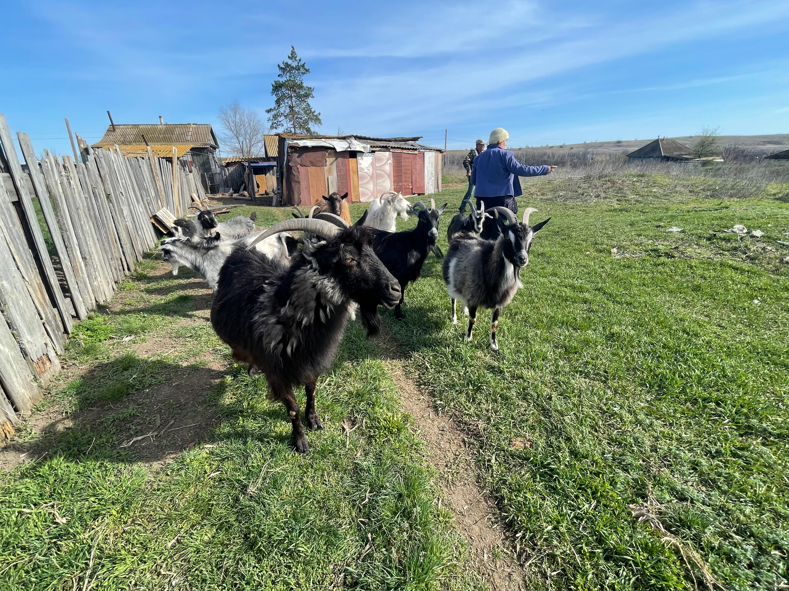 170 002 Козы. ВИЗУАЛЬНЫЕ И ЗВУКОВЫЕ РЕШЕНИЯ ДЛЯ БИЗНЕСА И СЪЁМОК ТЕЛЕТЕЛА