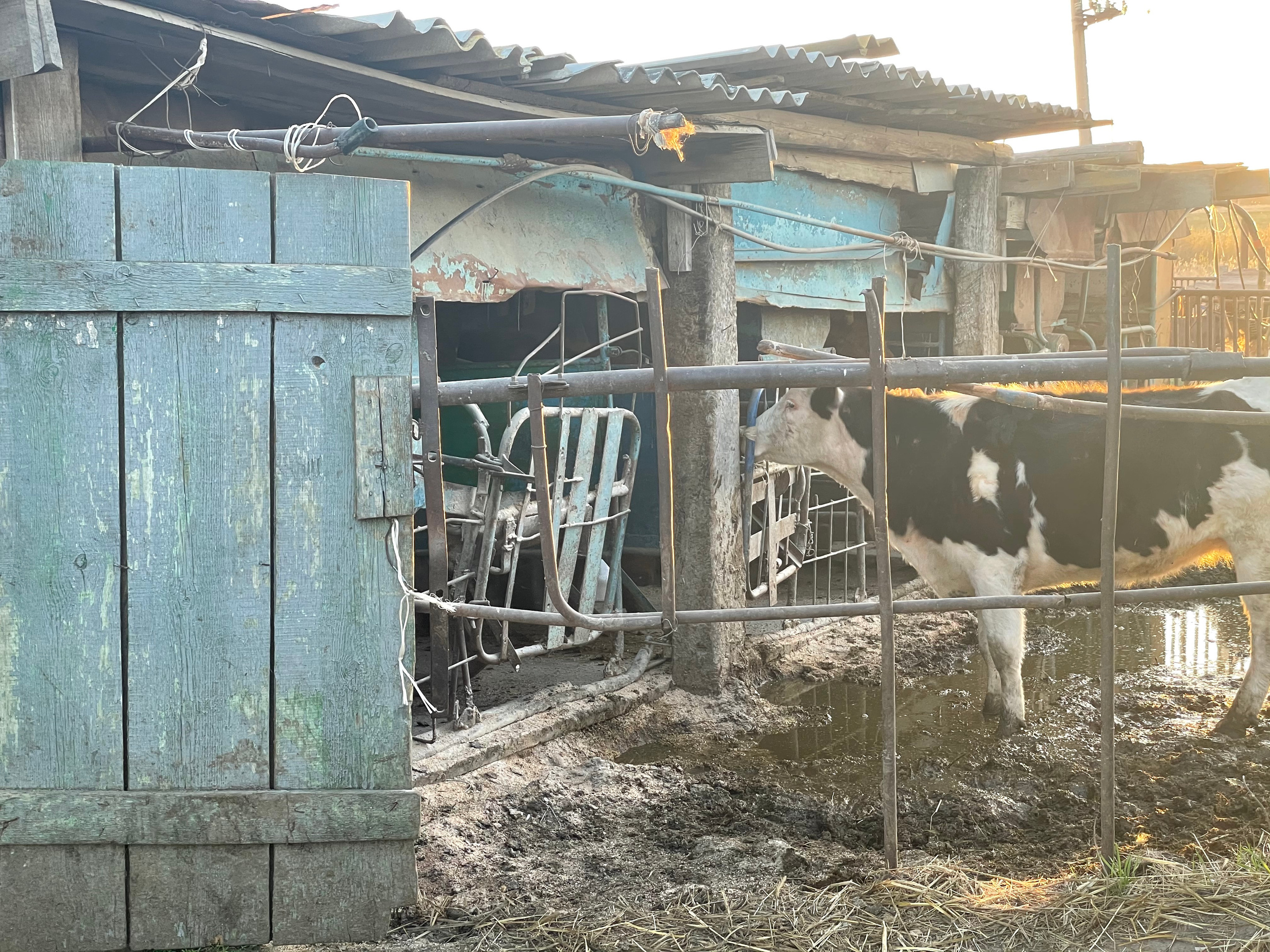 71 115 Коровник. ВИЗУАЛЬНЫЕ И ЗВУКОВЫЕ РЕШЕНИЯ ДЛЯ БИЗНЕСА И СЪЁМОК ТЕЛЕТЕЛА