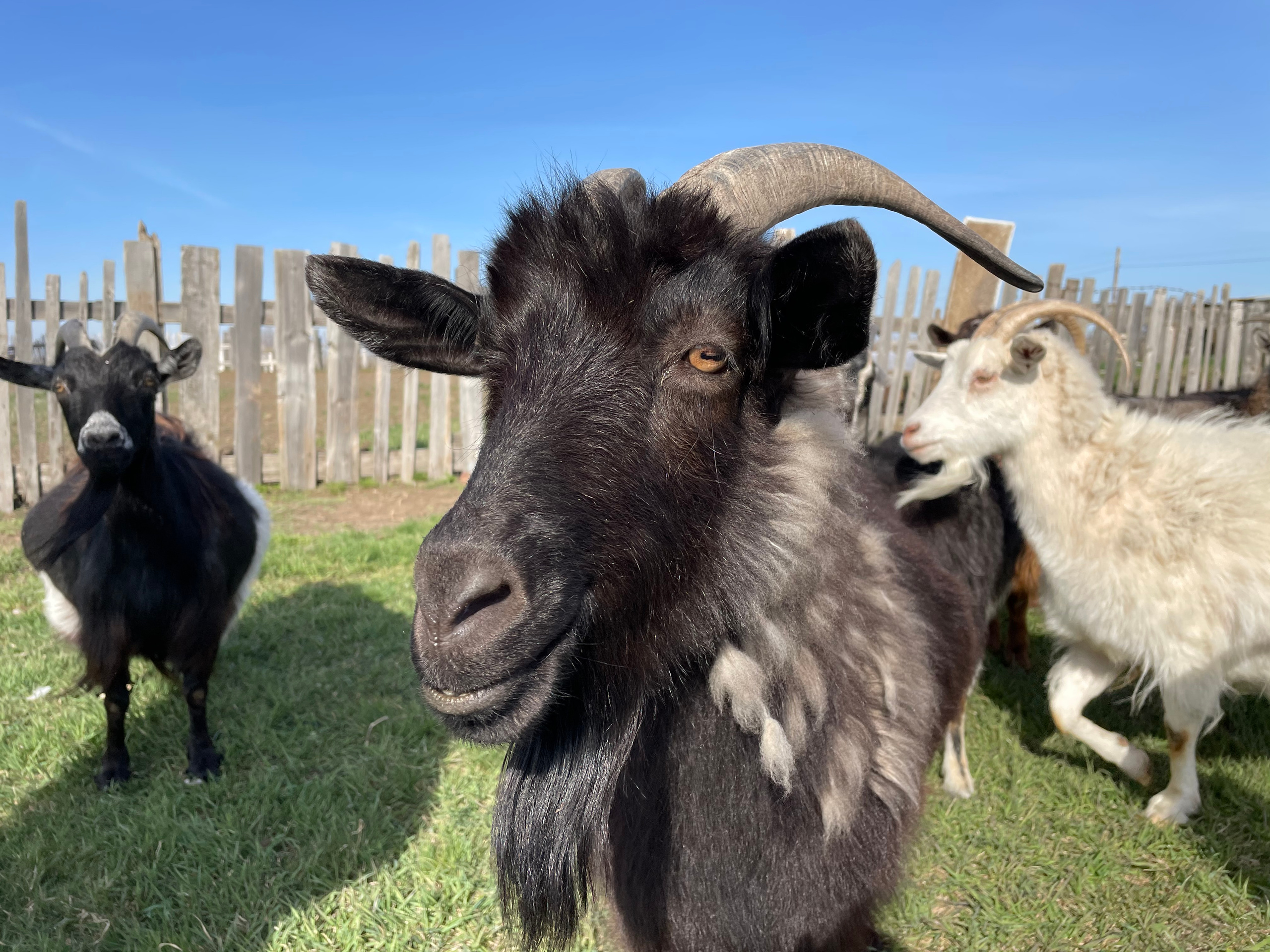 170 002 Козы. ВИЗУАЛЬНЫЕ И ЗВУКОВЫЕ РЕШЕНИЯ ДЛЯ БИЗНЕСА И СЪЁМОК ТЕЛЕТЕЛА
