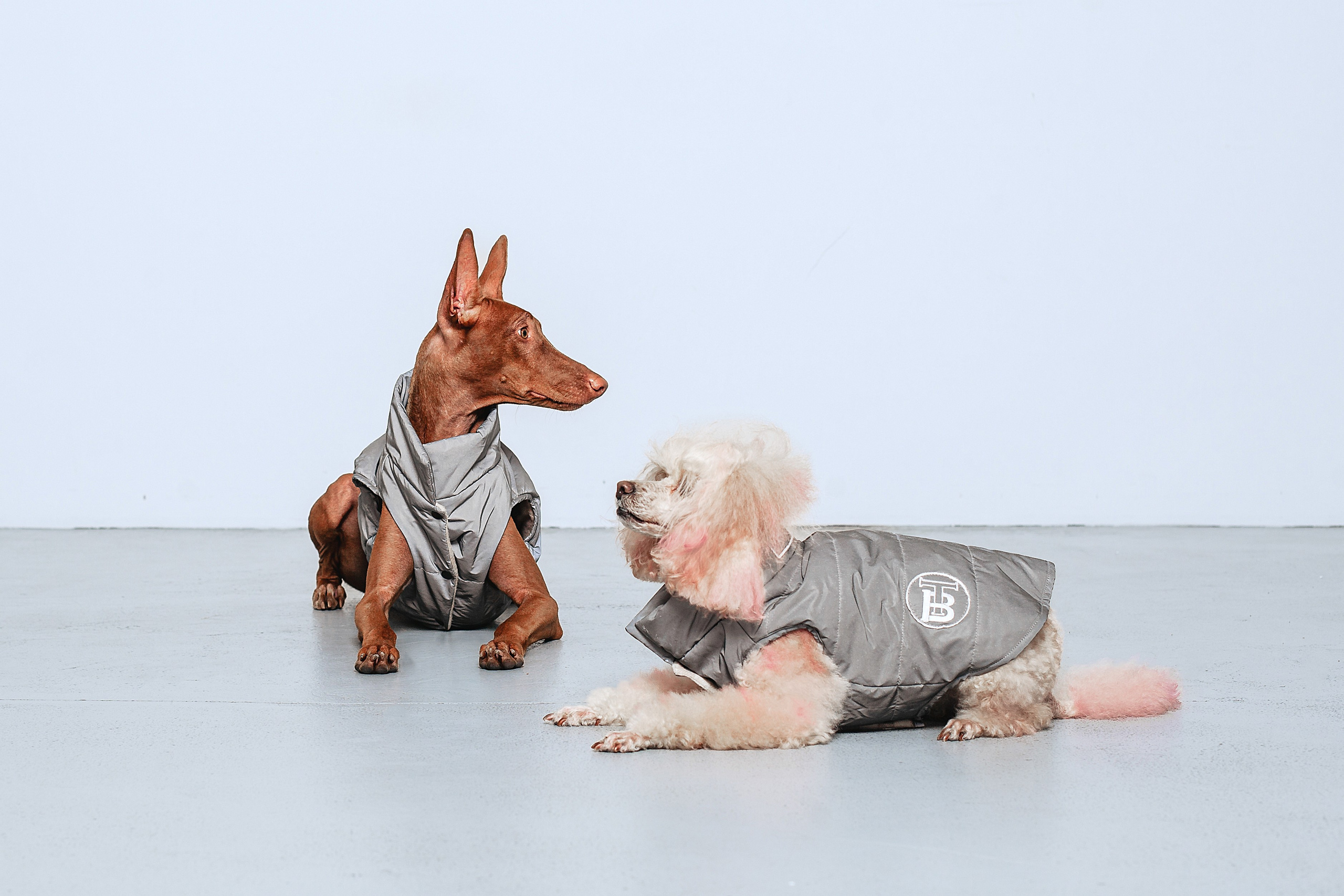 Съемка для бренда TEDDYBOY. Фотограф-анималист Татьяна Степанова