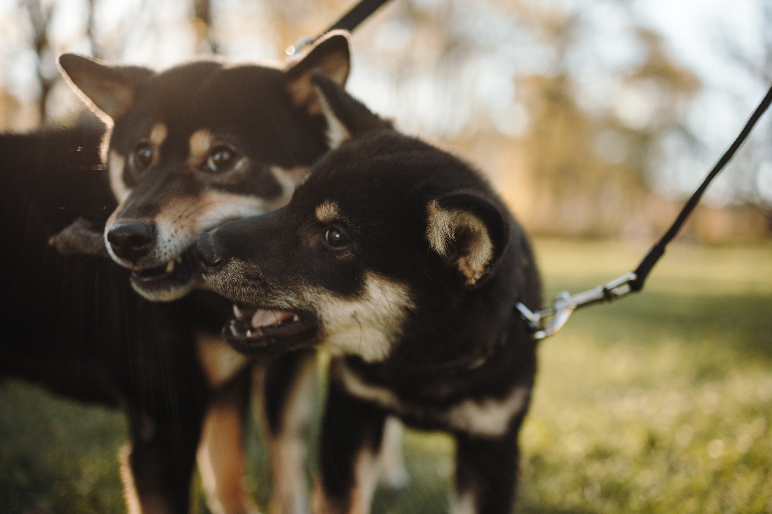 Даша и ее девочки. Фотограф — Анималист | Санкт-Петербург