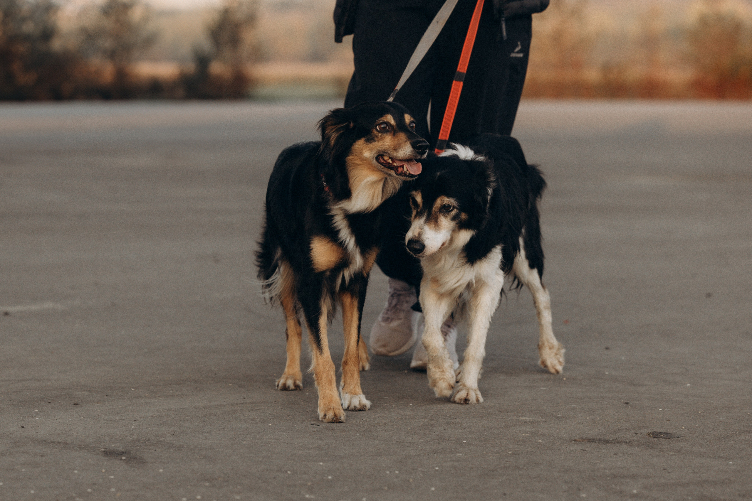 Алла и ее компания. Фотограф анималист в Казани Алина Сулейманова. Фотограф животных
