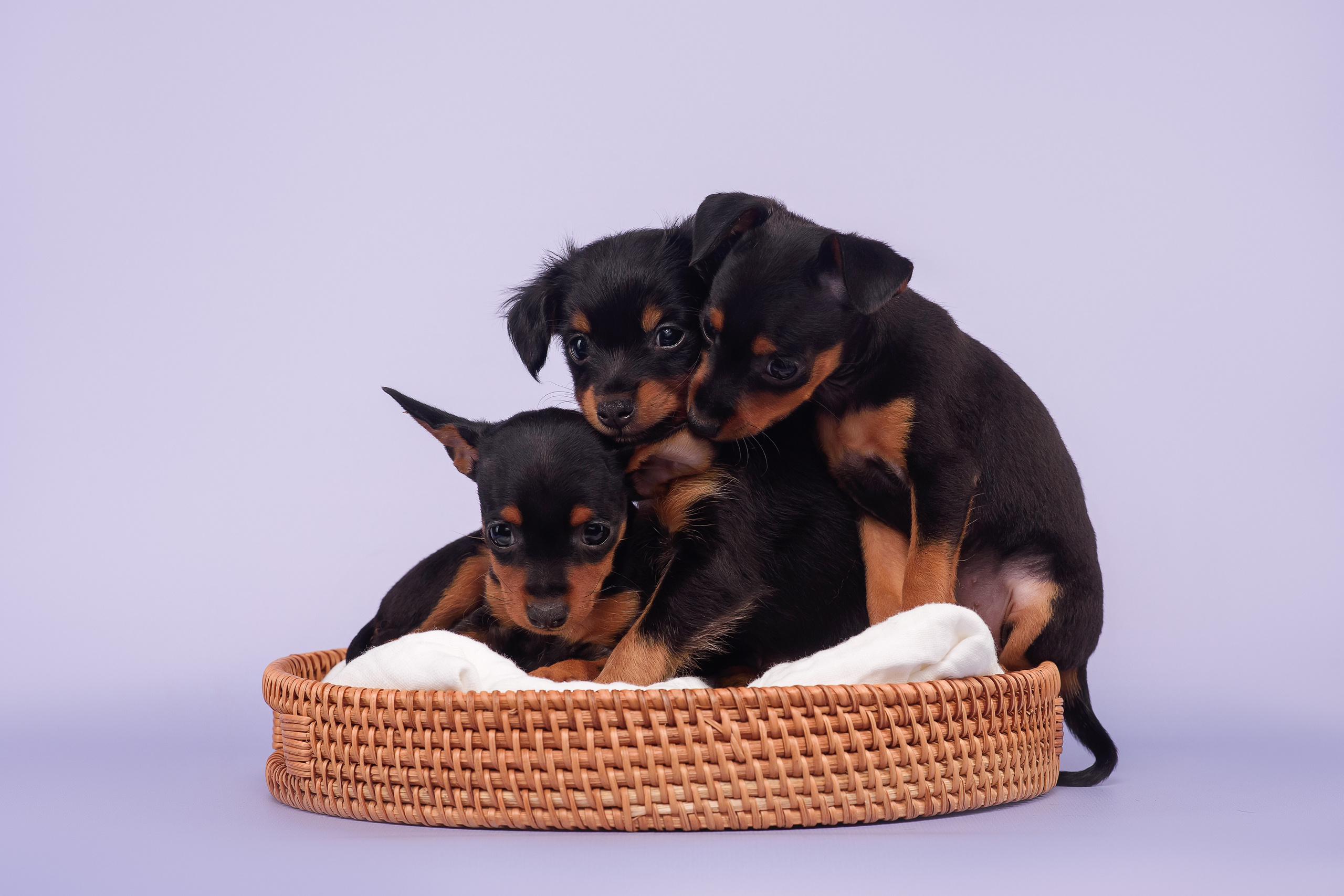 Малыши пражских крысариков — 30.07.2025. Фотограф — Анималист | Анна Абрамова