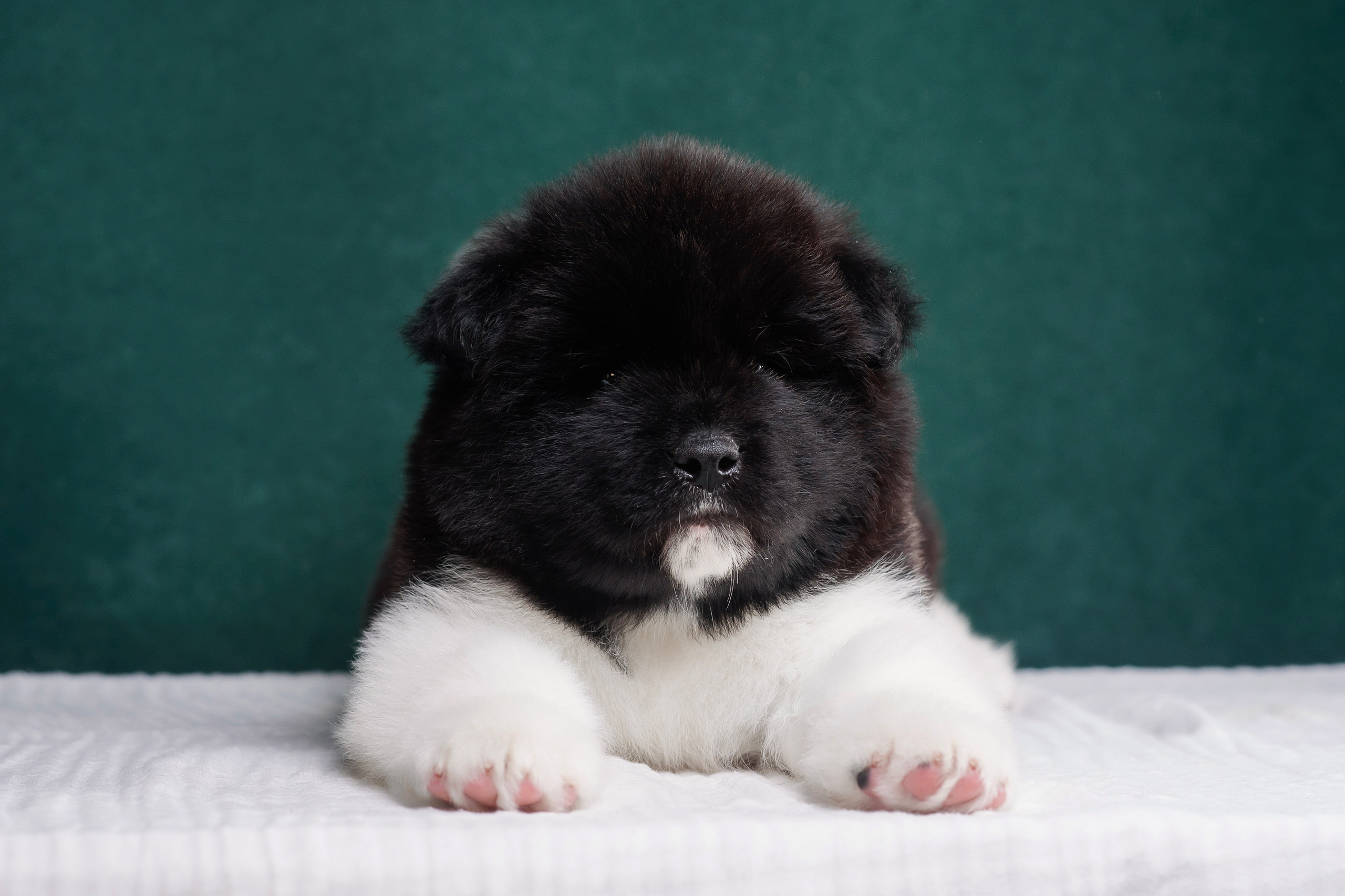 Щенки Американской Акиты. Фотограф — Анималист | Анна Абрамова