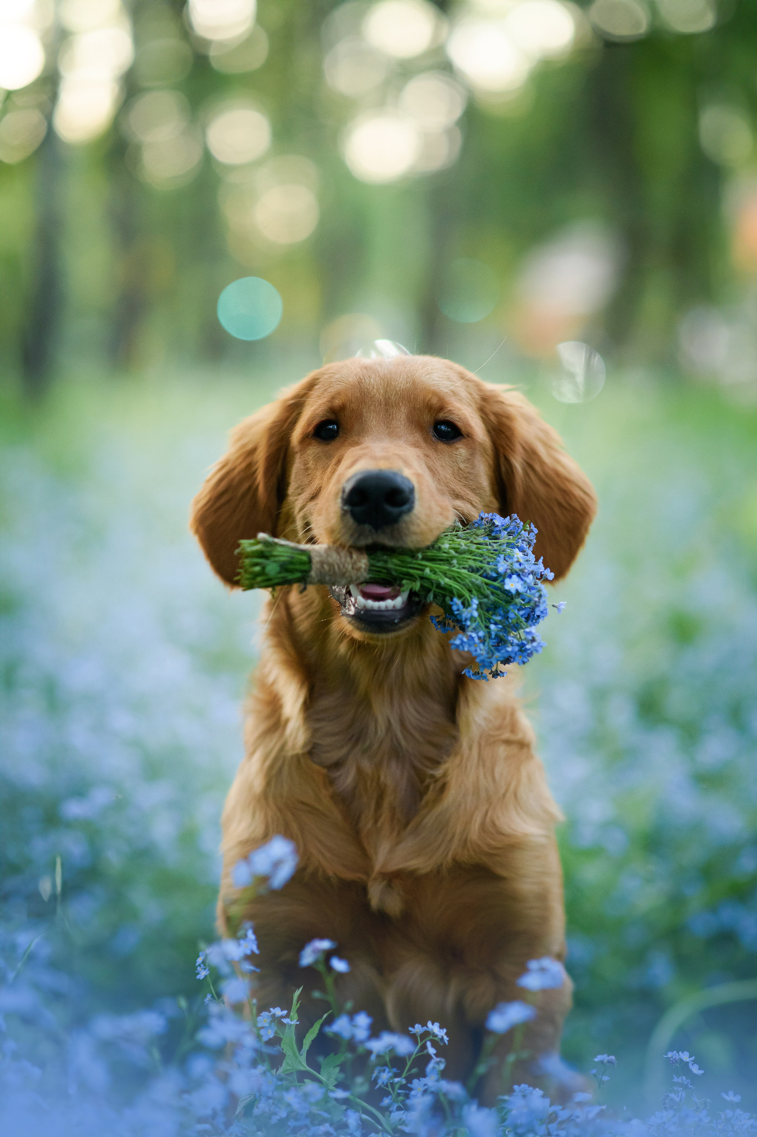 Степа, Йоки и Мята — 29.05.2024. Фотограф — Анималист | Анна Абрамова