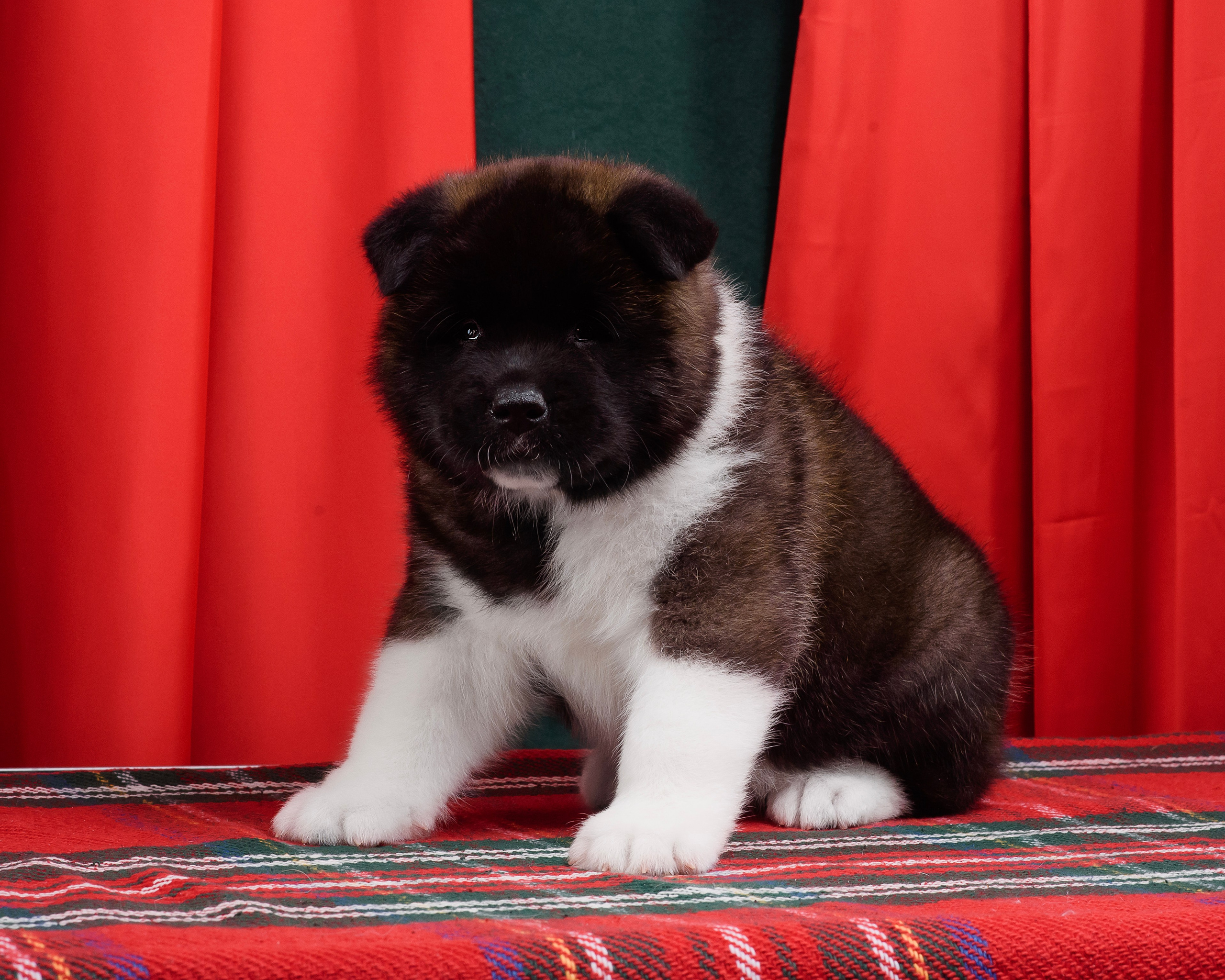 Щенки Американской Акиты. Фотограф — Анималист | Анна Абрамова