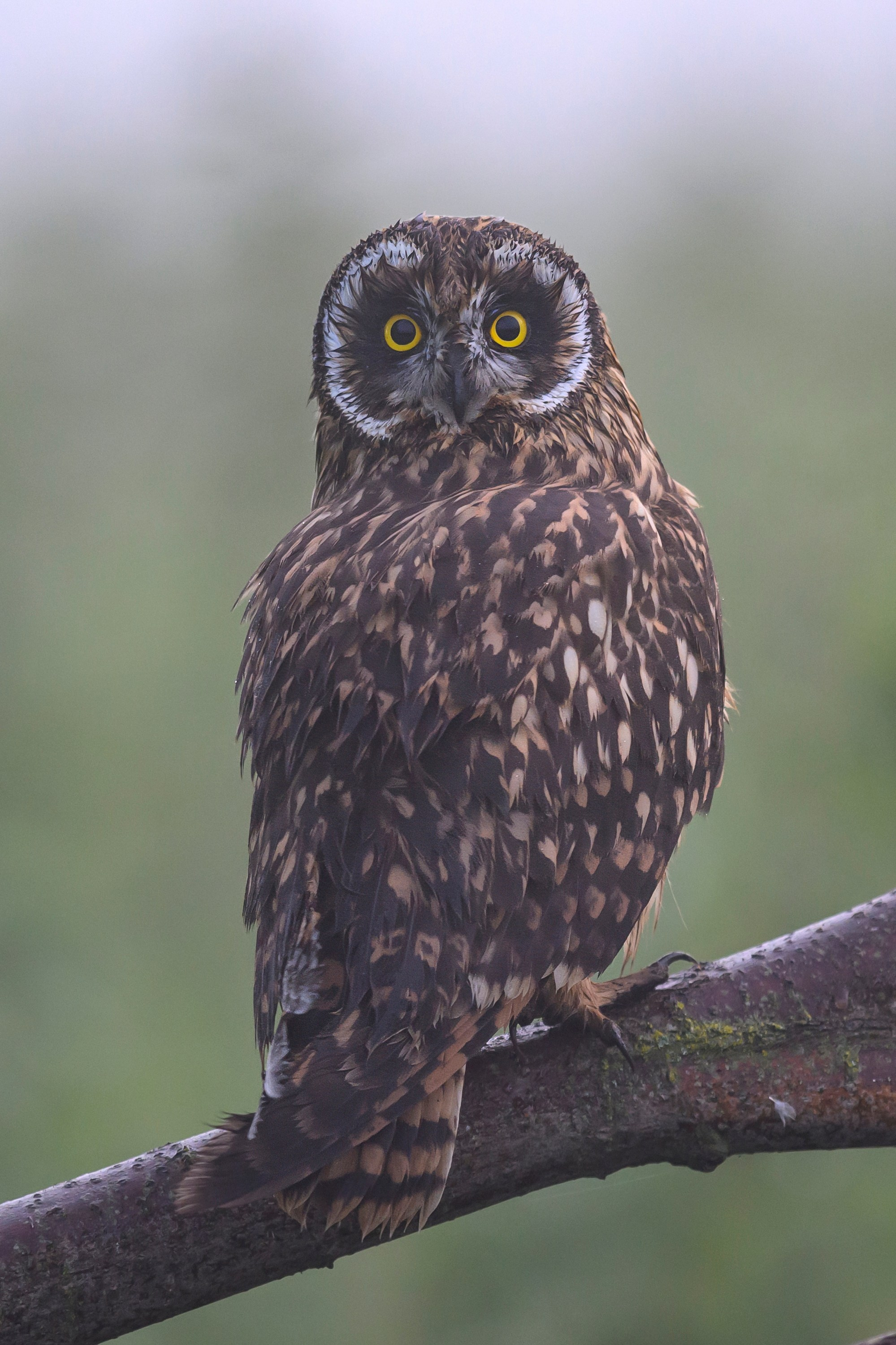 Совята и жуланы. Owlets and Shrikes. Фотограф Сергей Пупонин