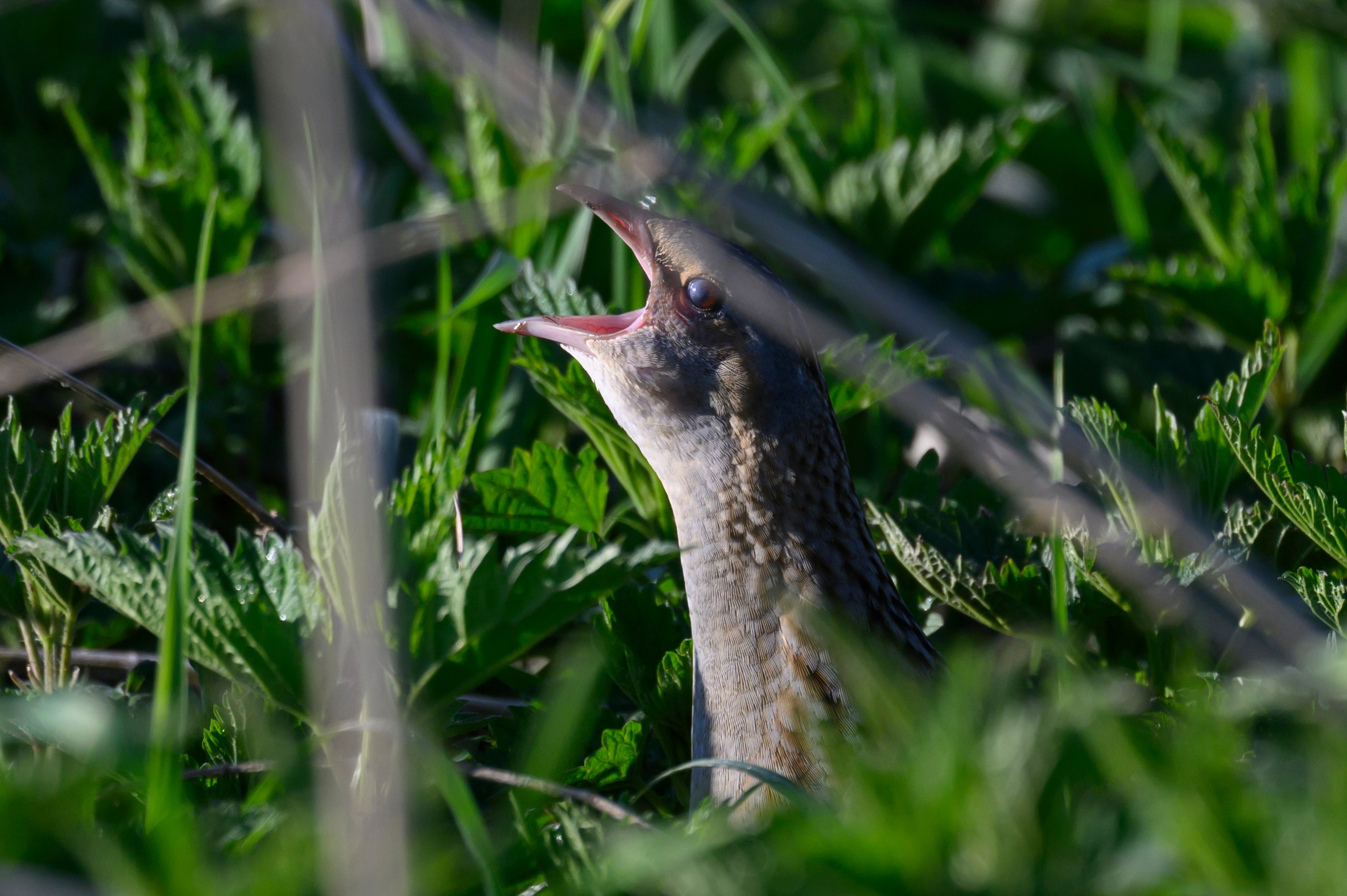 Коростель. Видеозарисовка. Wildlife photography by Sergey Puponin