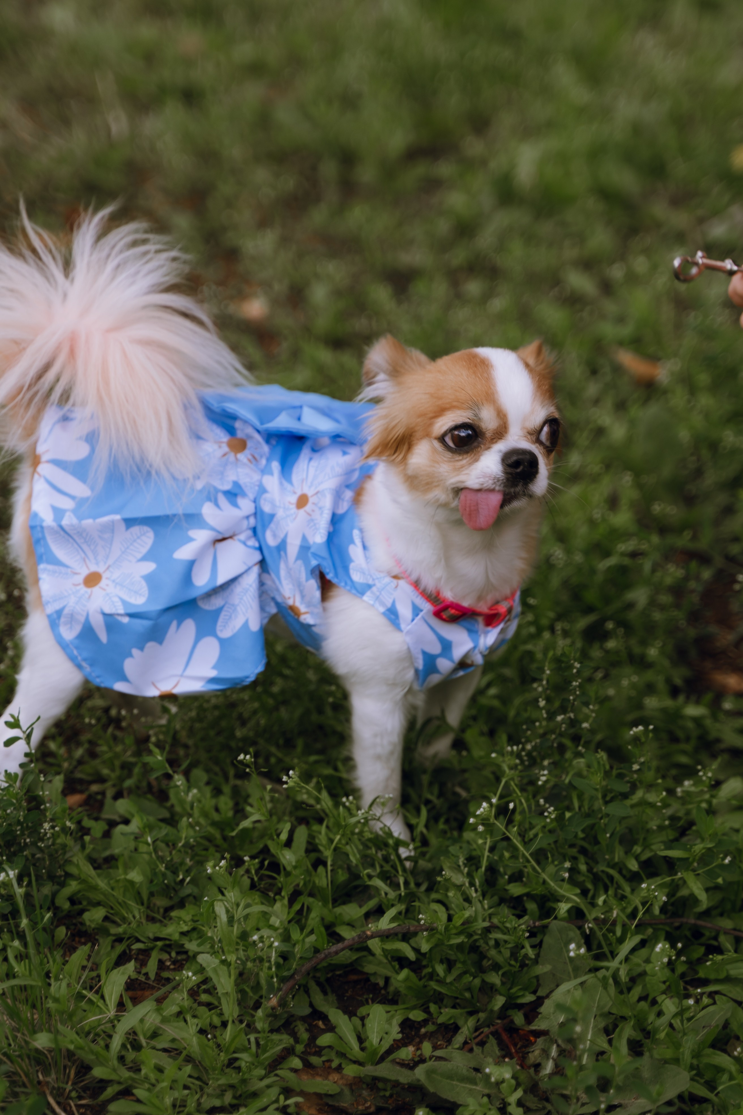 Площадка фестиваля «Мампус и его друзья» в Лесопарке 2025. Фотограф Надежда Погребняк | Рязань | Москва