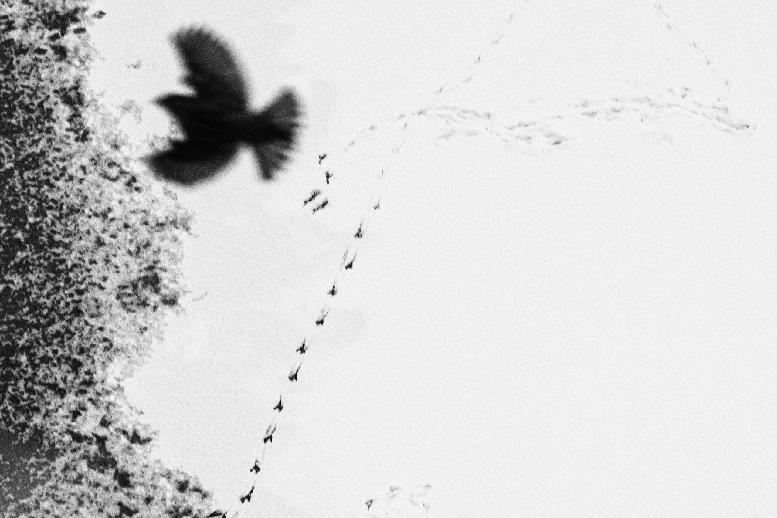 Dimitri Bakhtadze, black and white photos. Dimitri Bakhtadze photographer