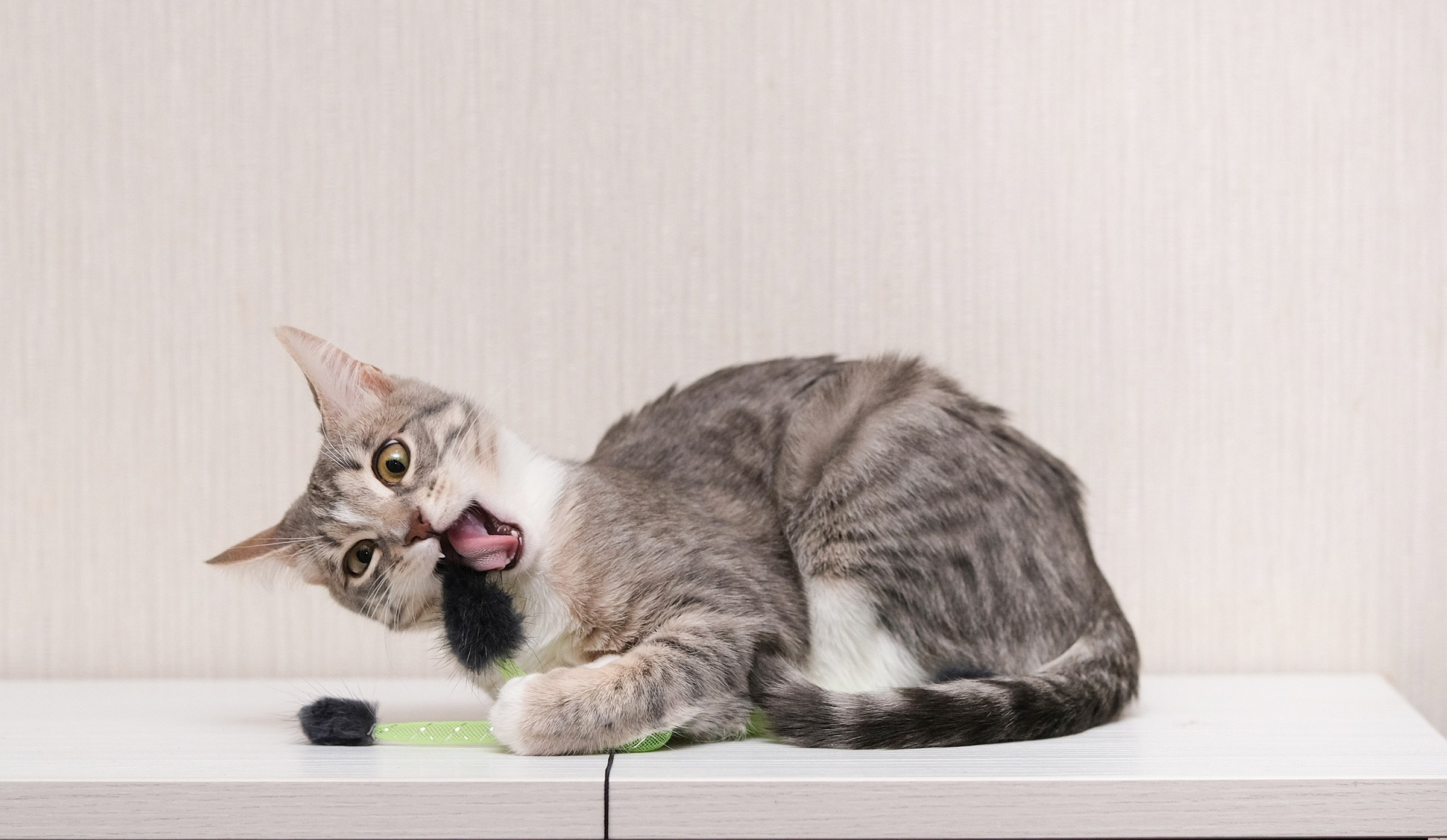 Фотография кошек на красивом фоне. Фотографии города, архитектуры, цветов, макро, кошек. Москва