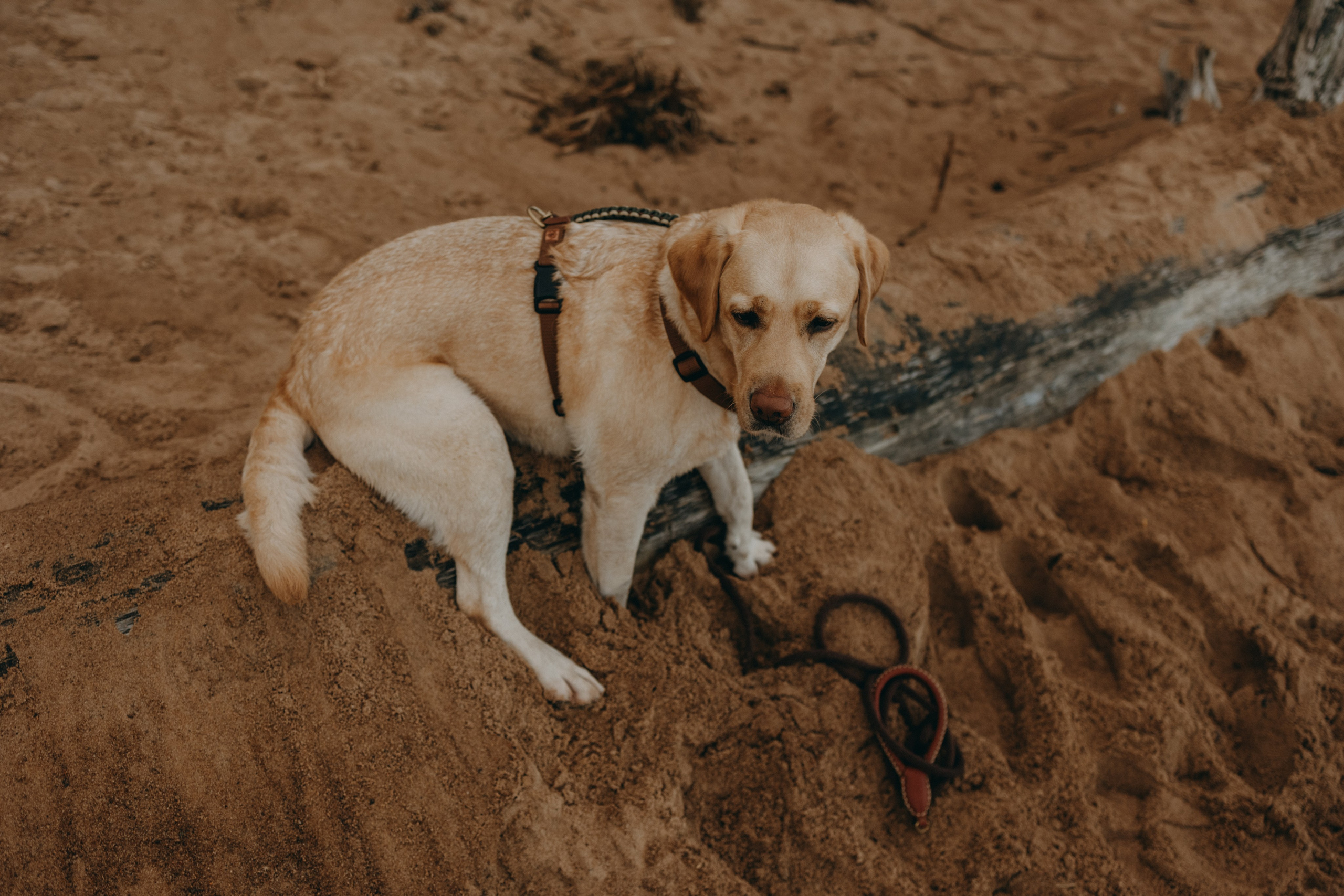 Наташа и Шани. Фотограф — Анималист | Санкт-Петербург