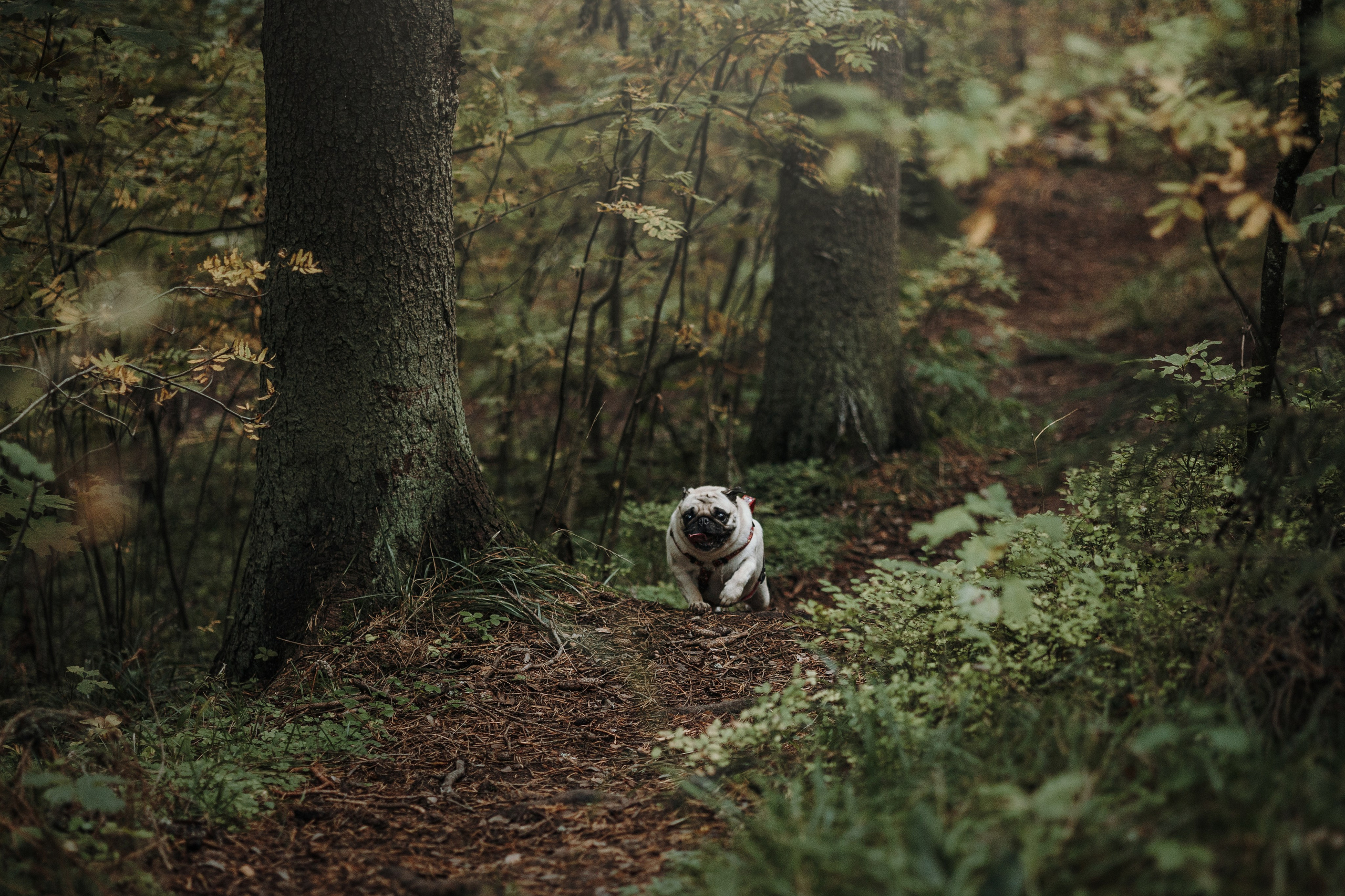 Девочки и их семья. Фотограф — Анималист | Санкт-Петербург