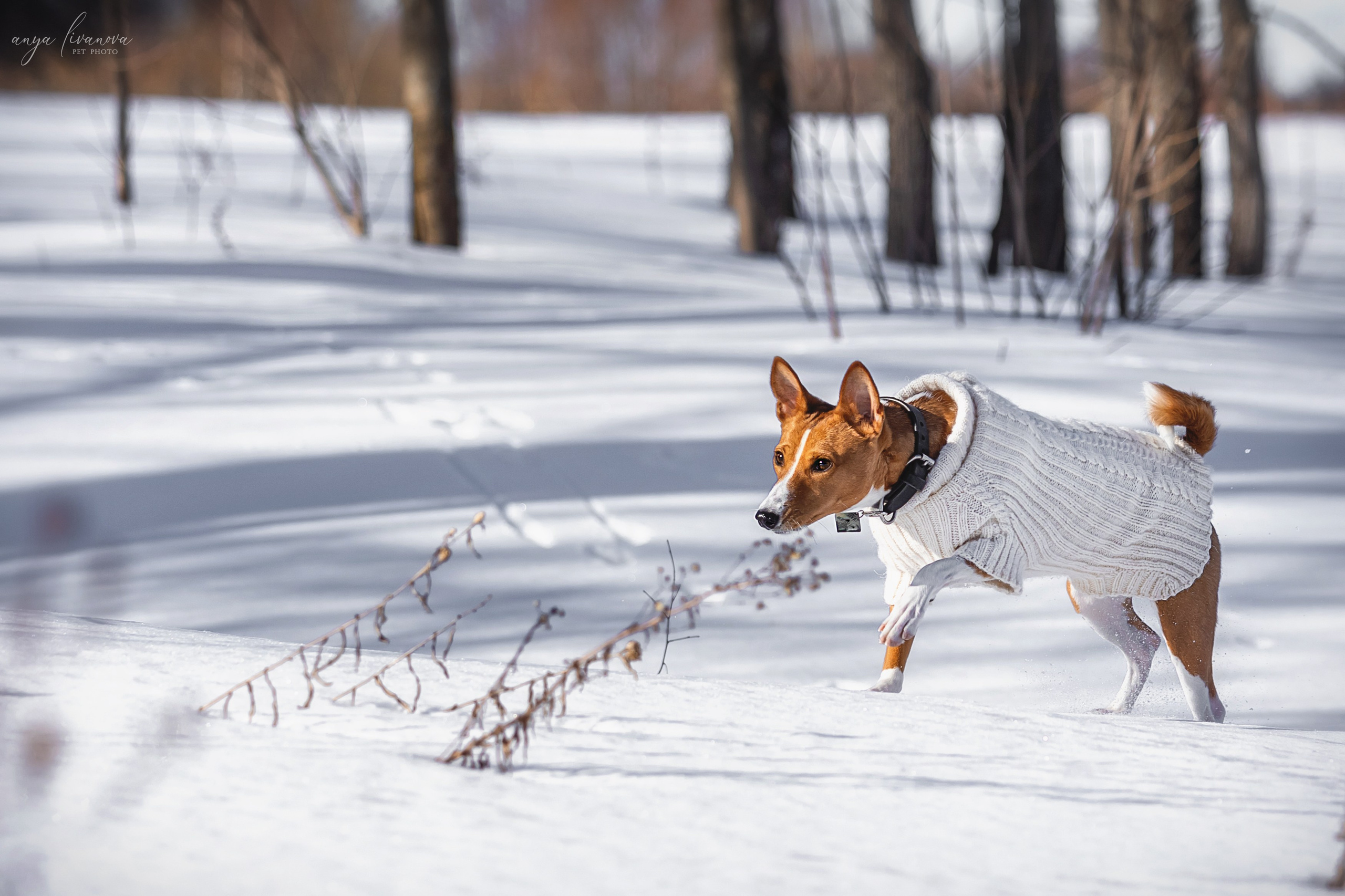 Одри и Ника. Фотограф анималист Аня Ливанова | Рыбинск