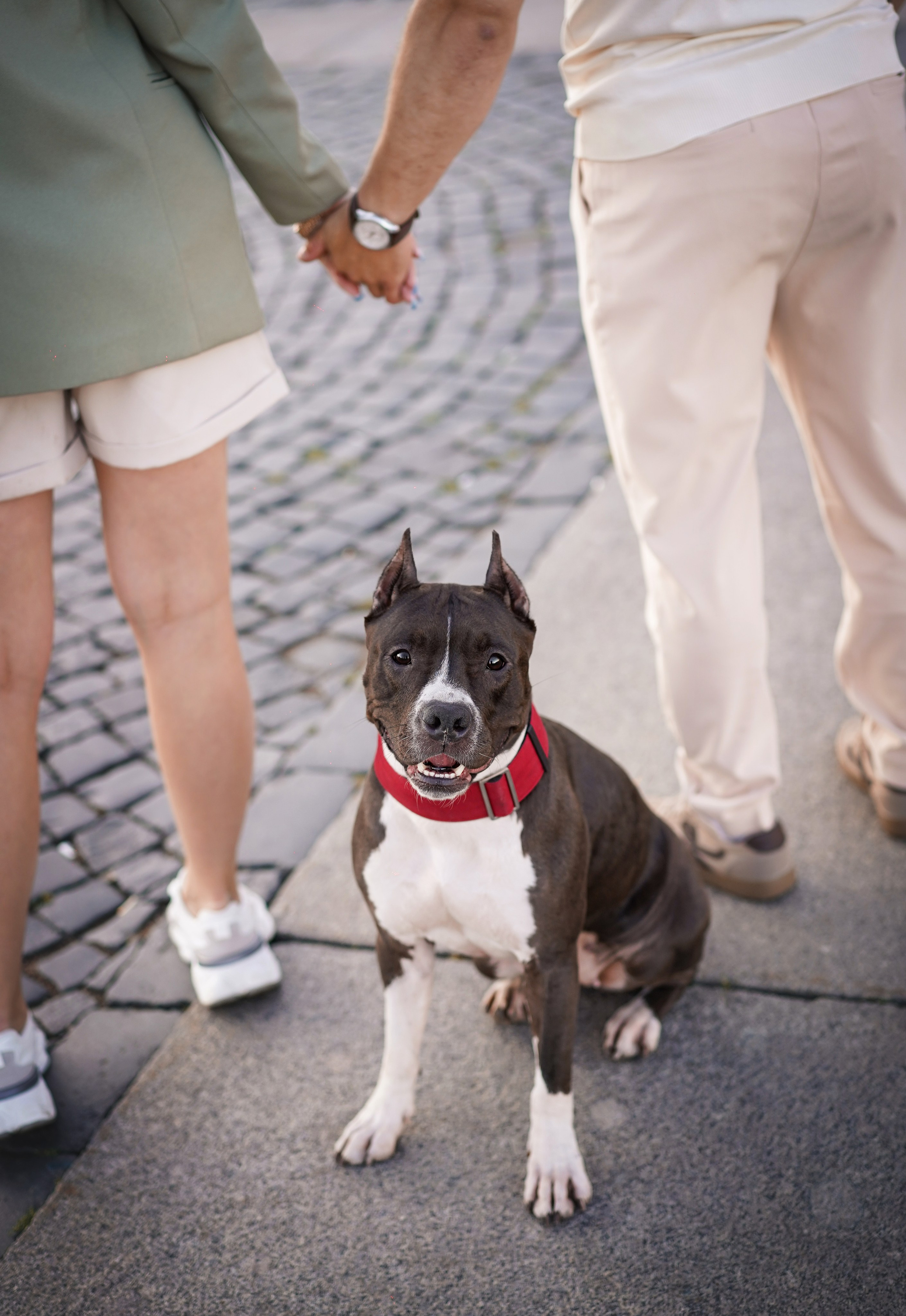 Аня Терентий и Кайли. Фотограф-анималист в Санкт-Петербурге Яна Мартынова