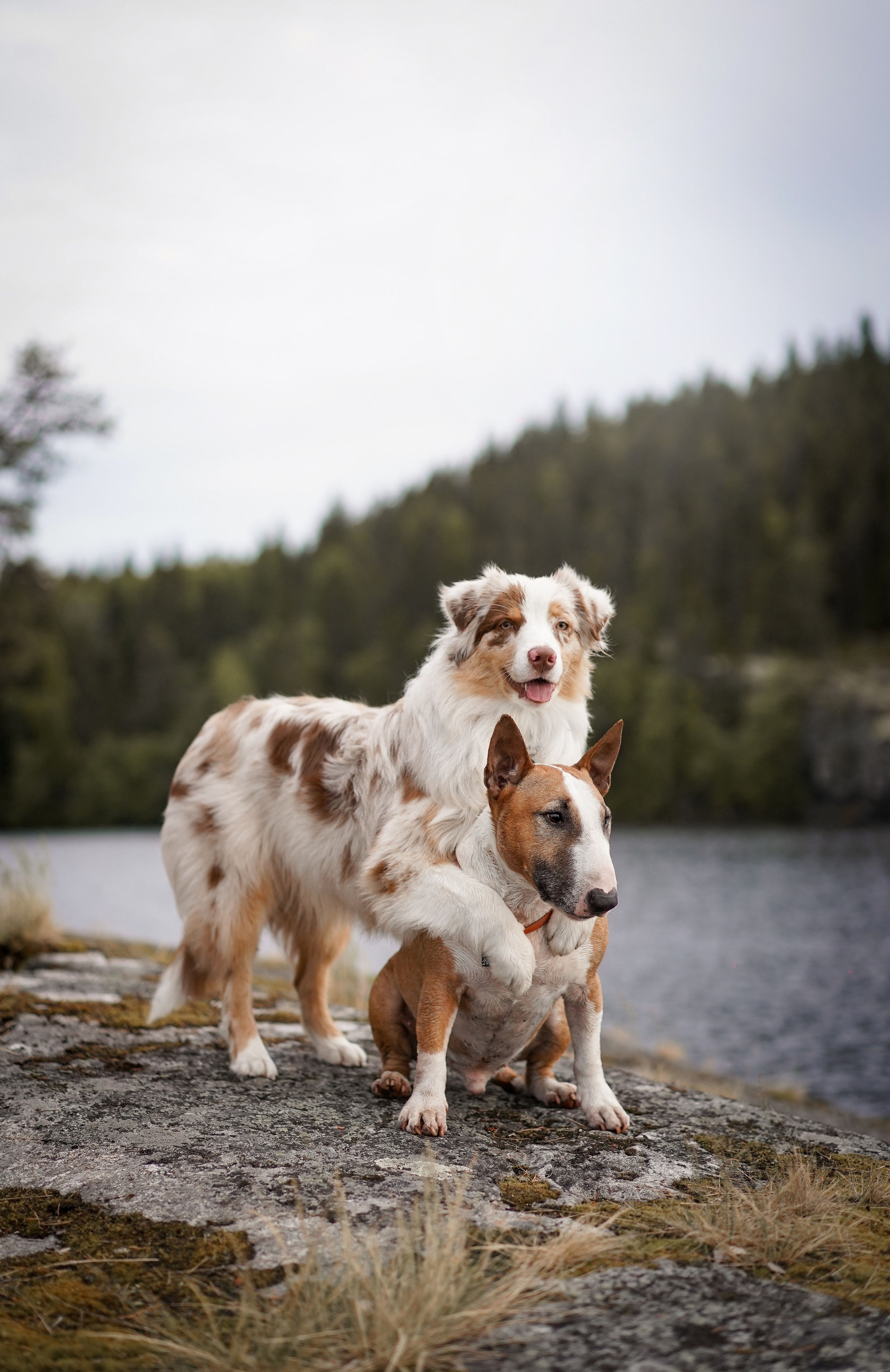 Панда и Юни в Карелии. Фотограф-анималист в Санкт-Петербурге Яна Мартынова