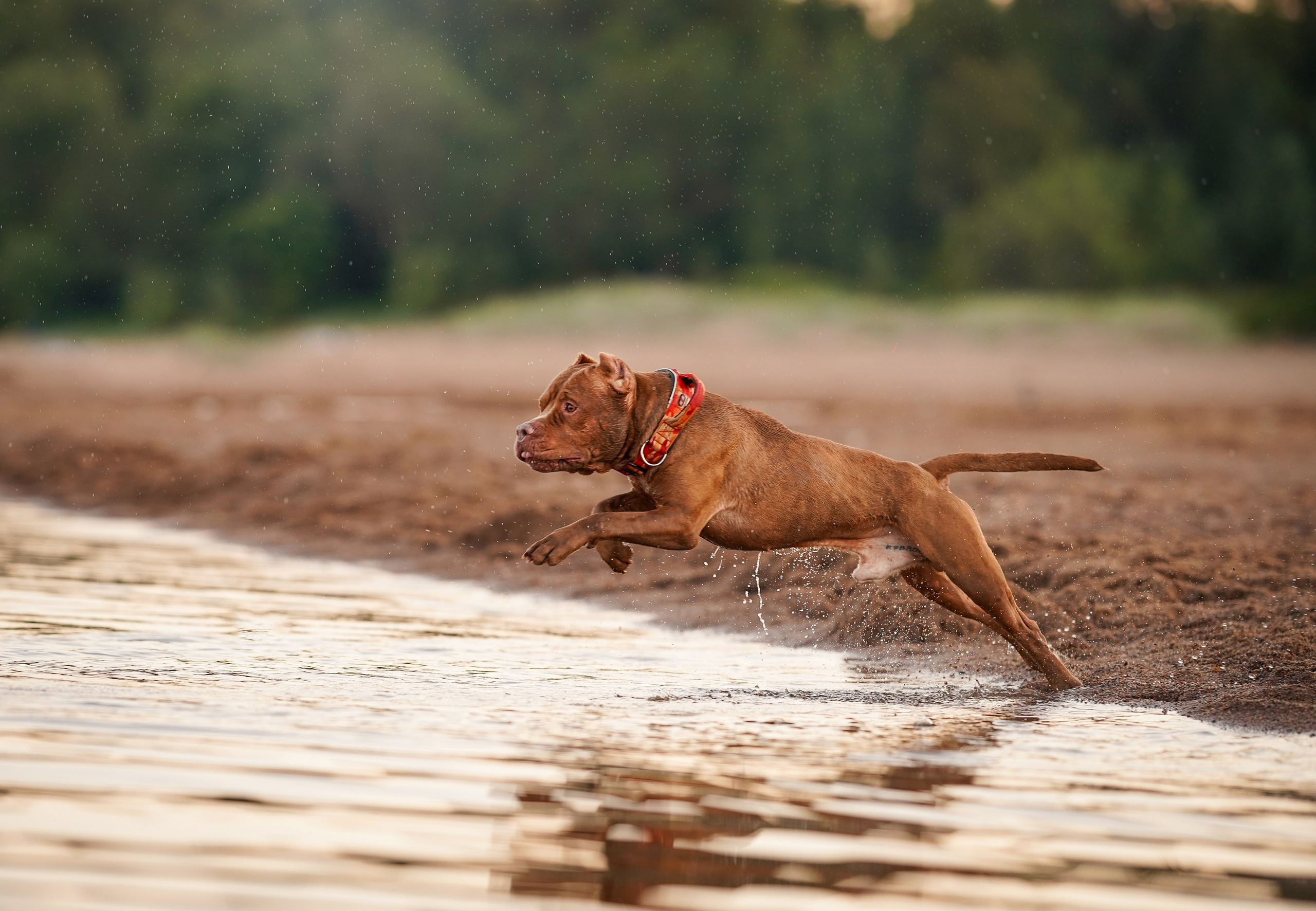 Татьяна Изи и Джем. Фотограф-анималист в Санкт-Петербурге Яна Мартынова