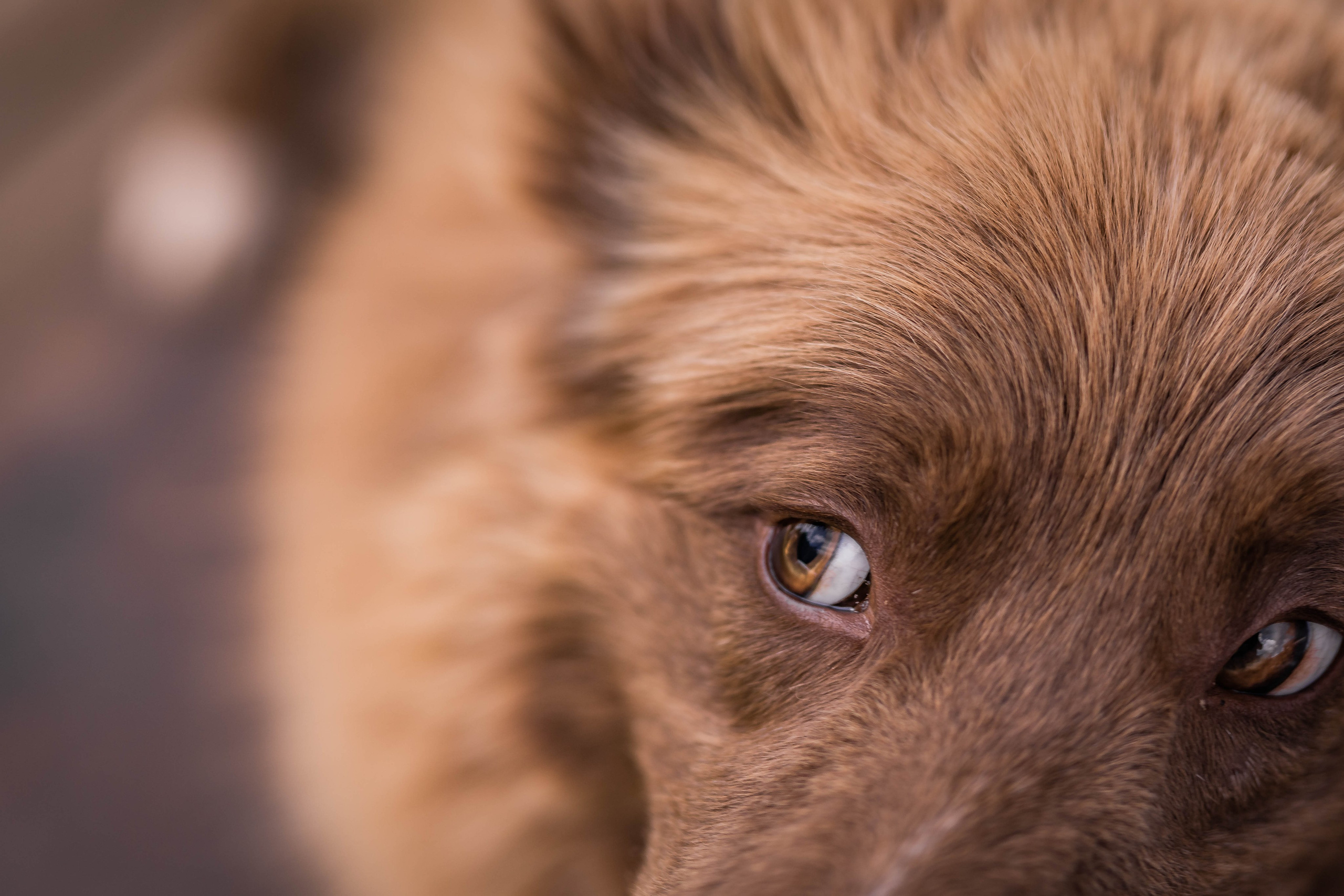 Фритсвит. Семейный фотограф Ефремова Виктория