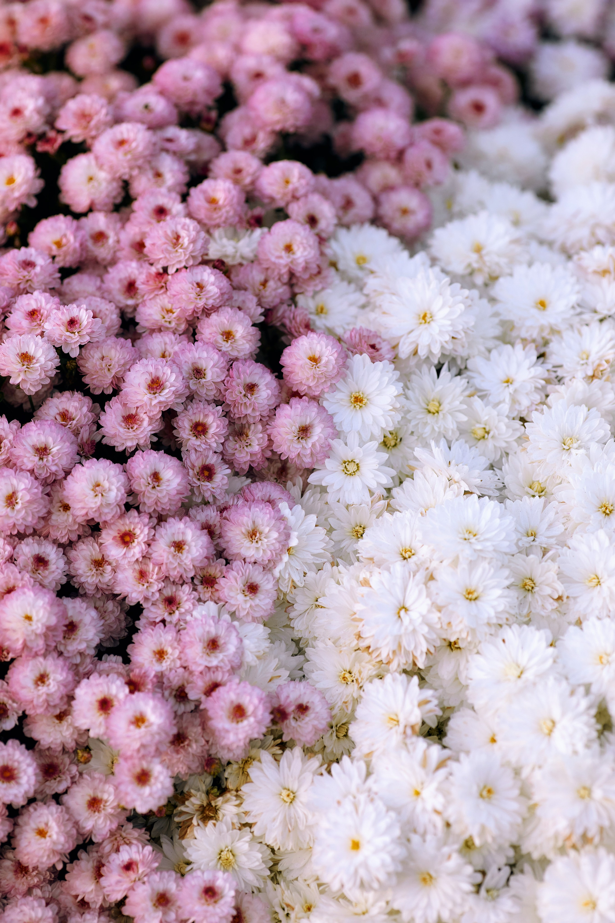 Многоцветная хризантема мультифлора в Ботаническом саду во Владивостоке