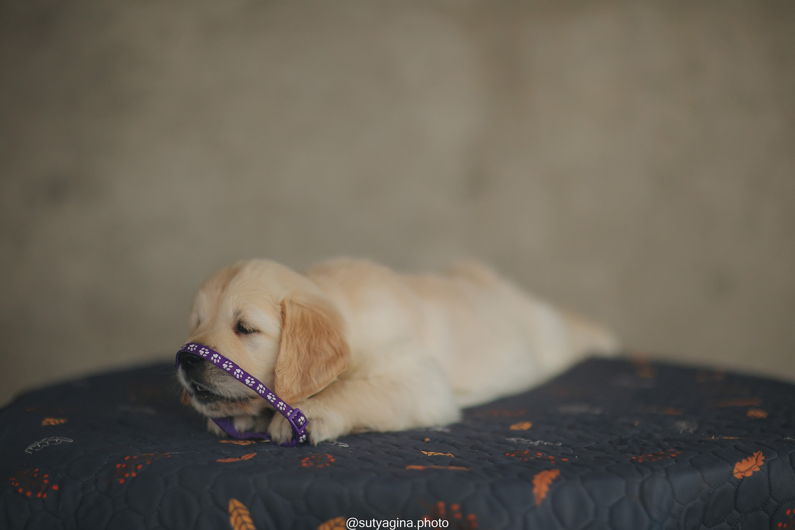 Фиолетовая лента. Свадебный и женский фотограф