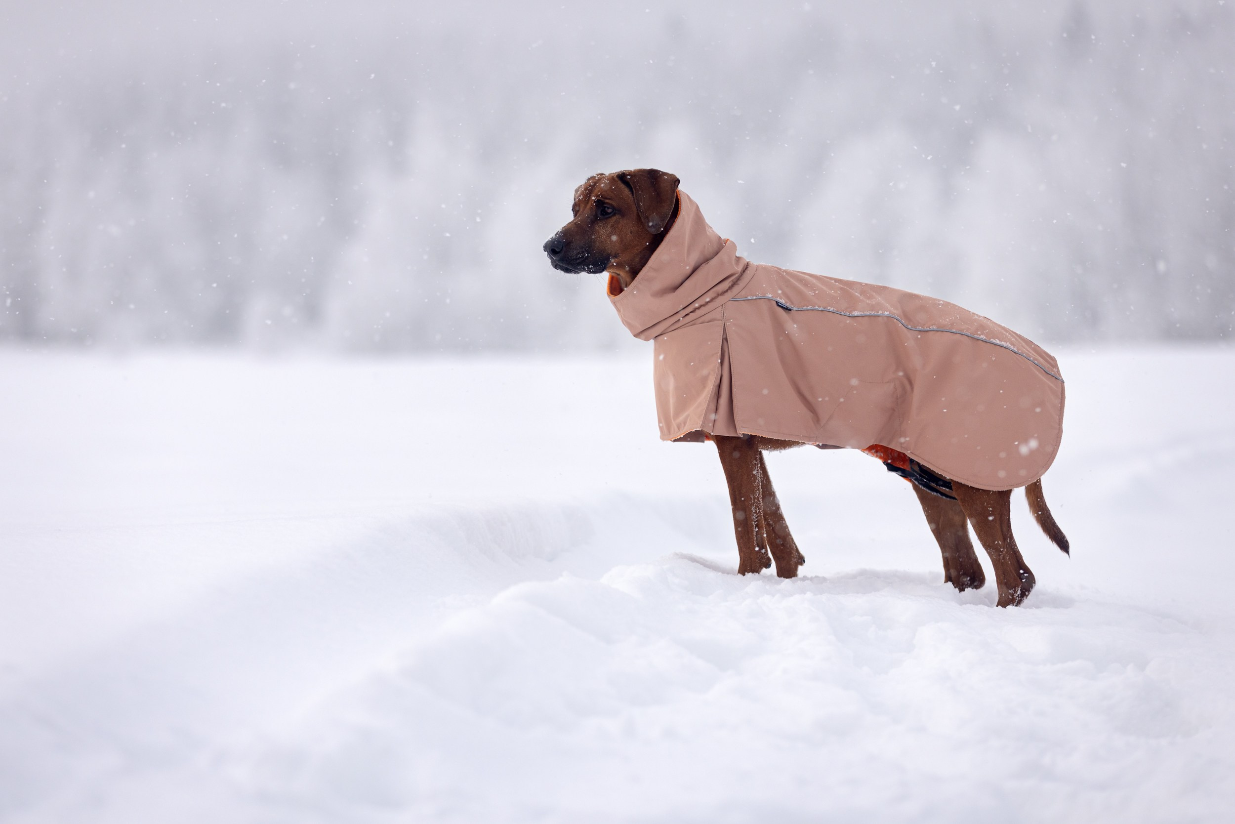 Съёмки с собаками. ESHE_PHOTO Фотограф в Москве и Московской области