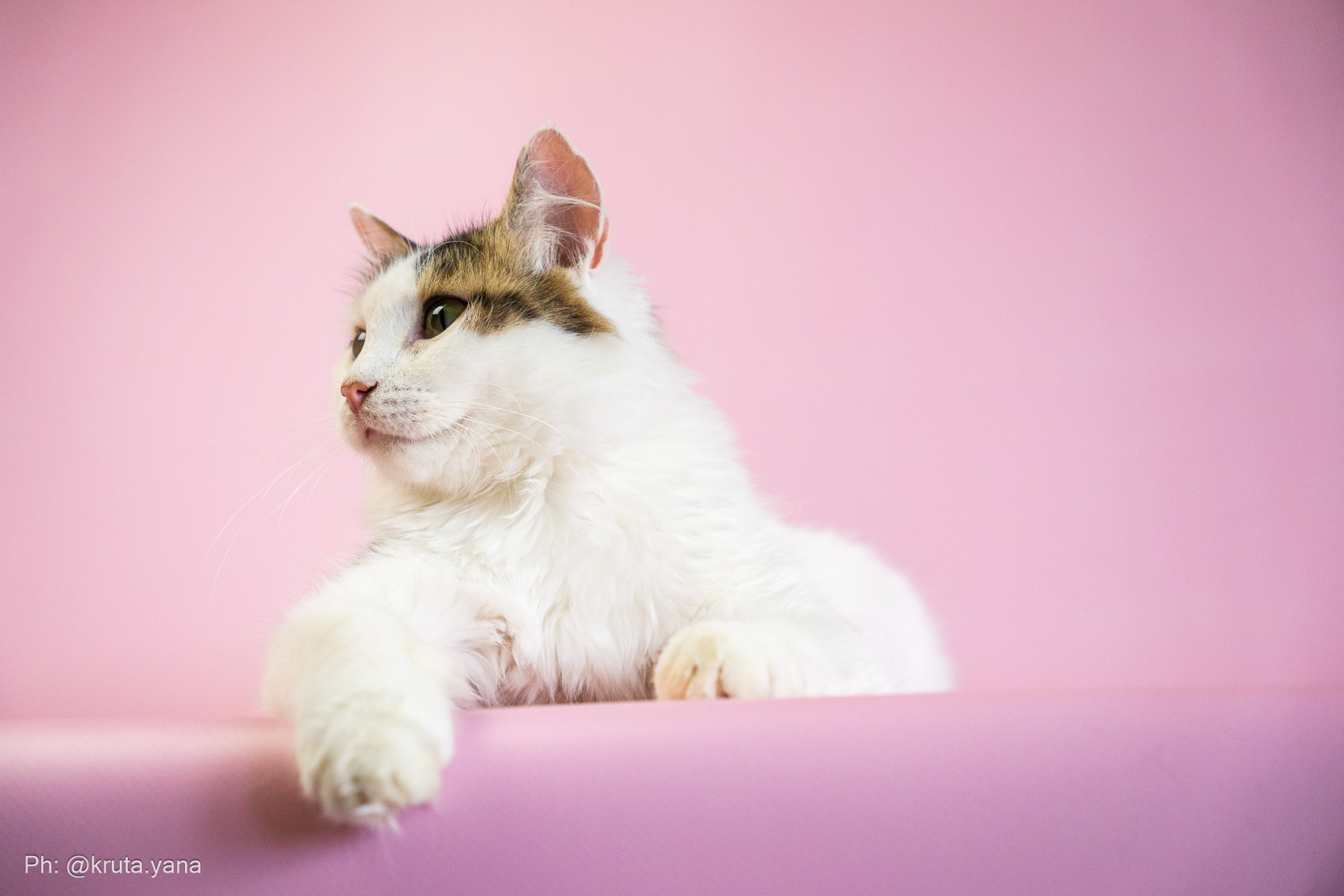 Whiskers cat shelter. Фотограф в Екатеринбурге Яна Круташова