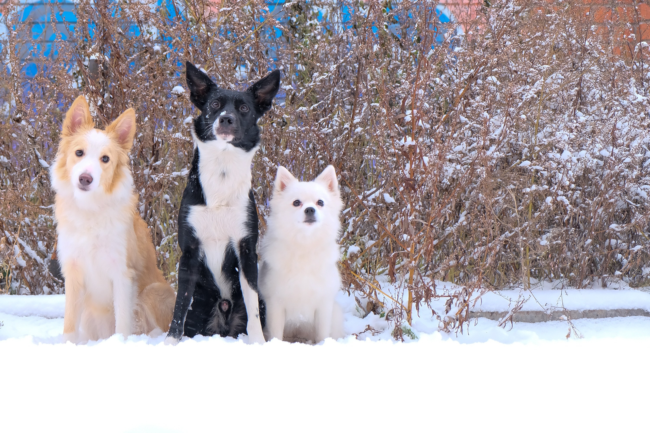 Съемка животных, собак, щенков, фото помета, портрет питомцев. Портретный и семейный фотограф в Перми Лена Лоза. Портрет для бизнеса