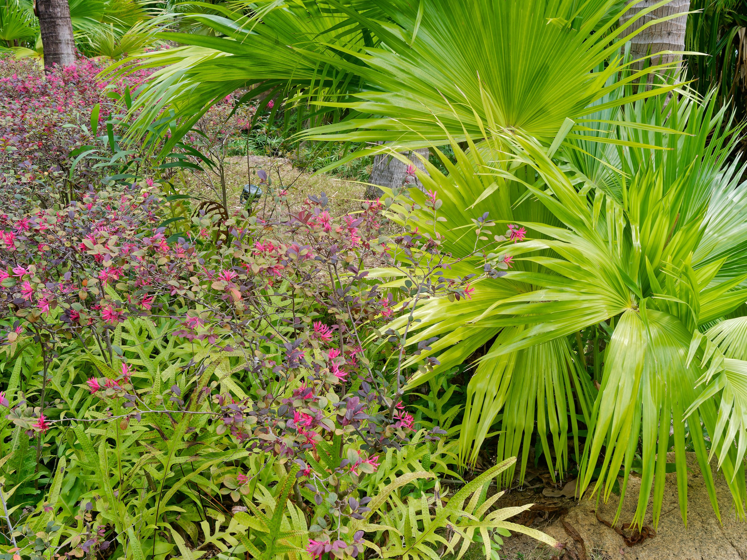 Хайнань 2026, флора, цветы и деревья. Фотопрогулки по Миру