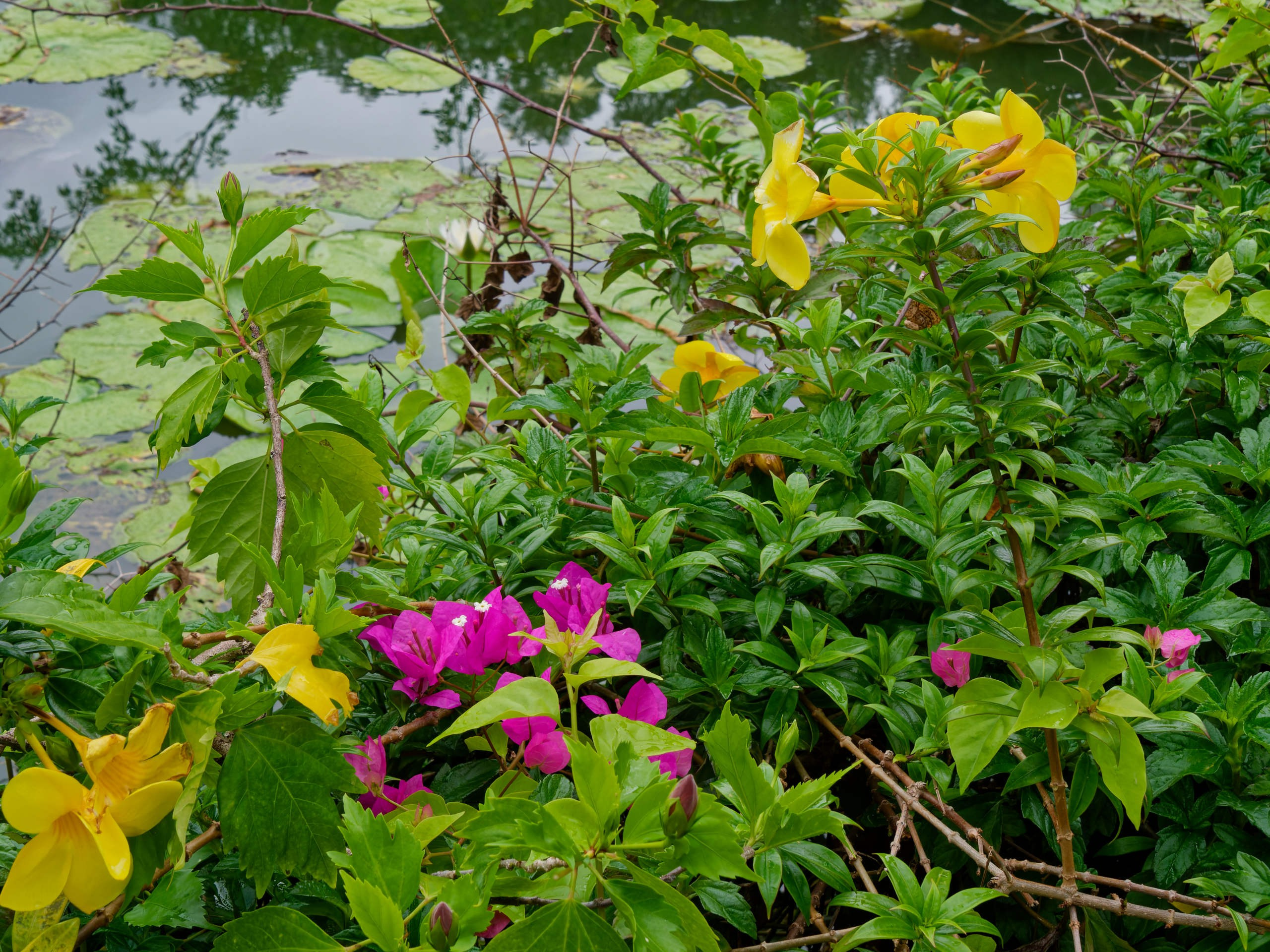 Нячанг 2025 (4). Избранные фотографии