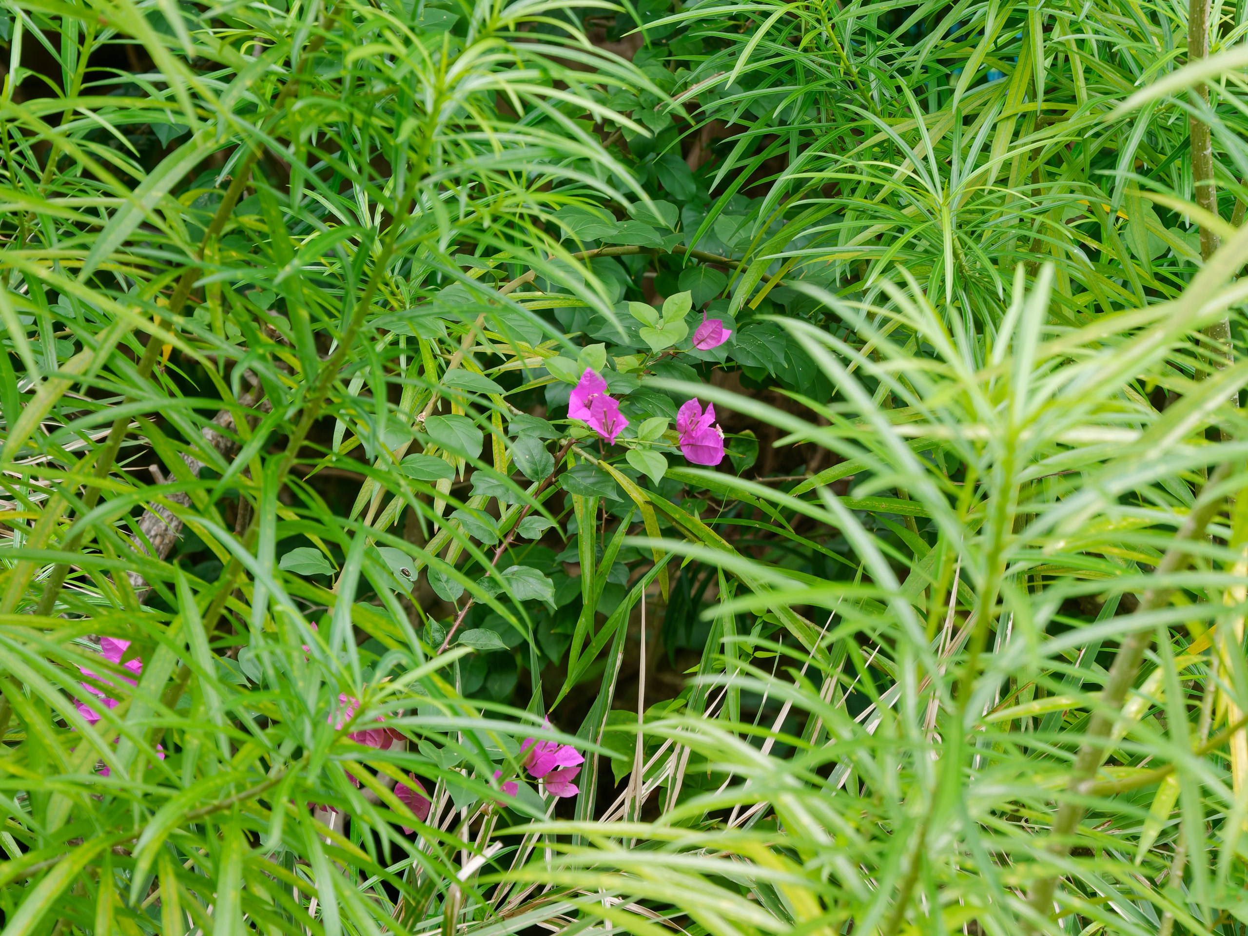 Хайнань 2026, флора, цветы и деревья. Фотопрогулки по Миру