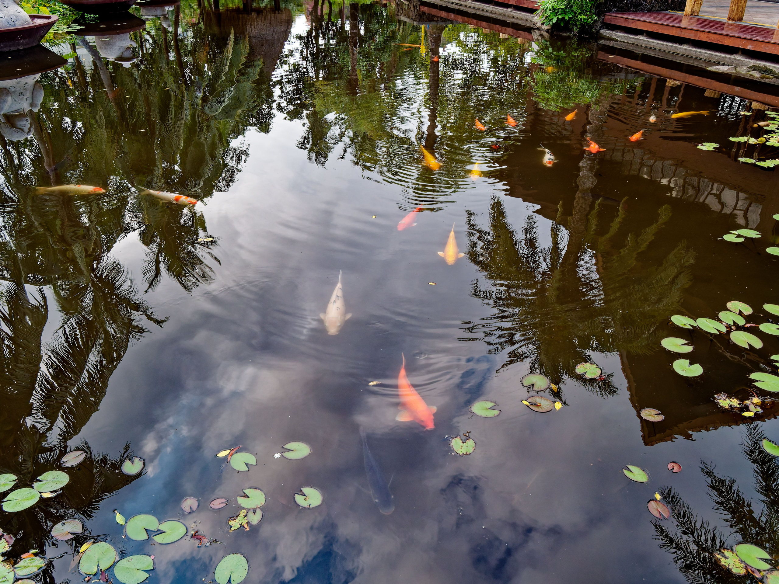 Хайнань 2026, Золотые рыбки в реке отеля. Фотопрогулки по Миру