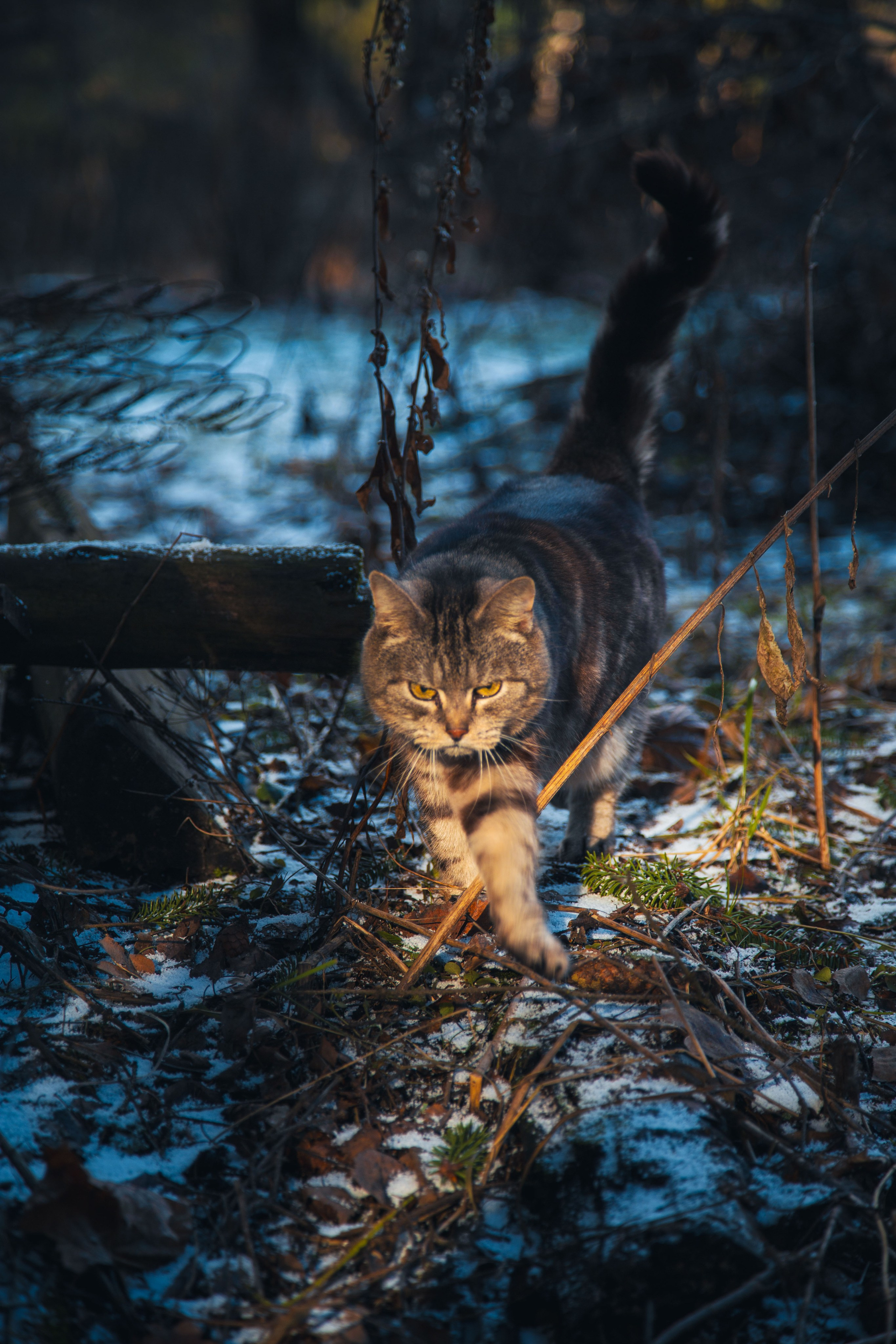 Кошка-охотница. Dmitriy [KCCC] is a pretty cool photographer