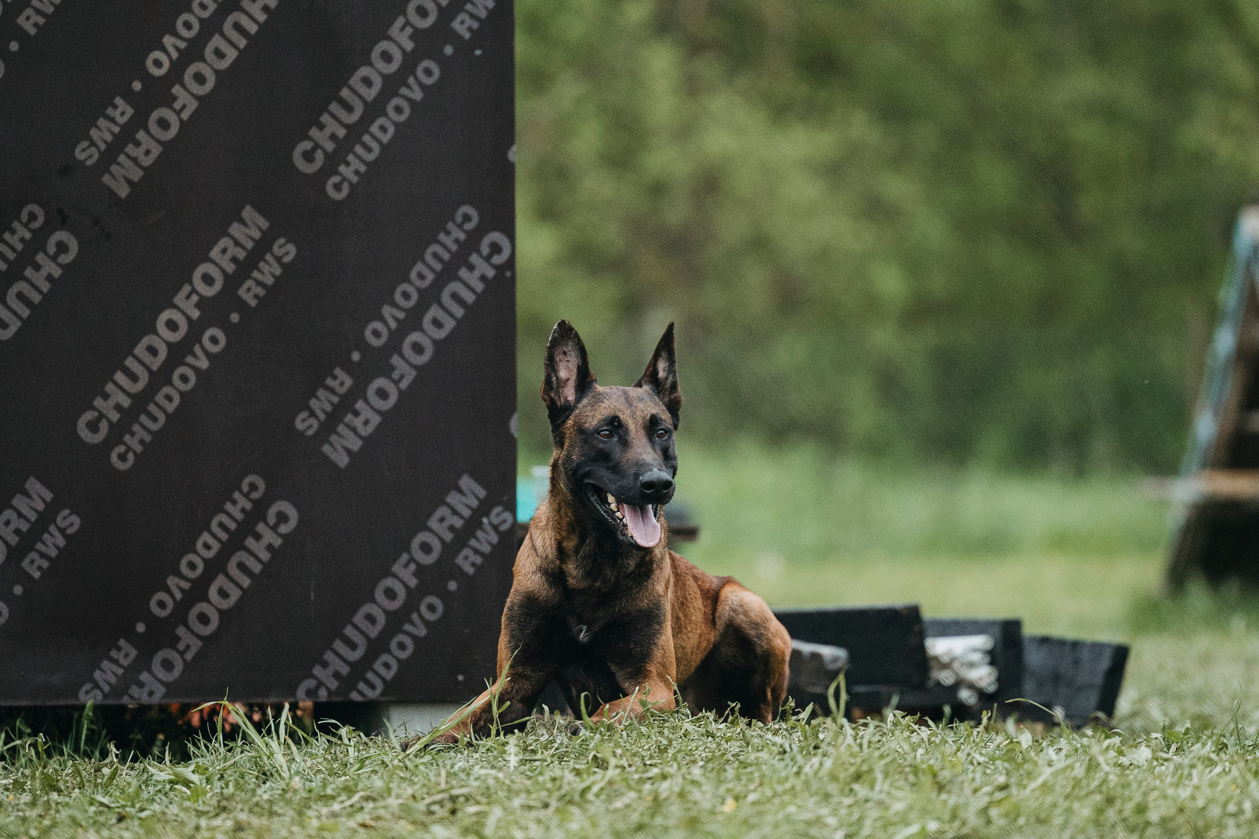 26.05.25 г. Пушкин квалификационные соревнования. Фотограф-анималист Анна Маринич