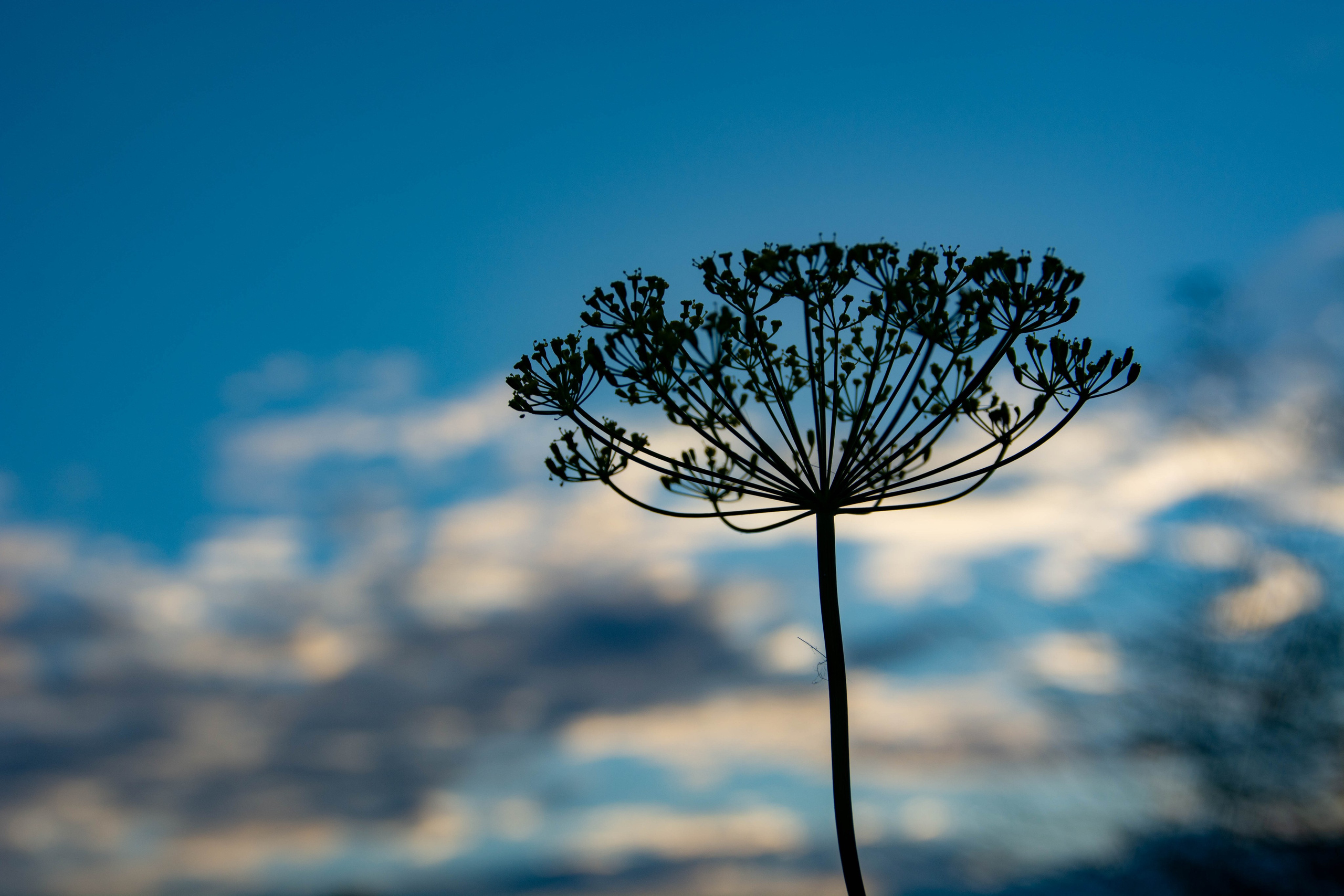 Природа в фотографии, взгляд на прекрасное через объектив фотоаппарата. Елена Волкова семейный фотограф в станице Гостагаевской города-курорта Анапа