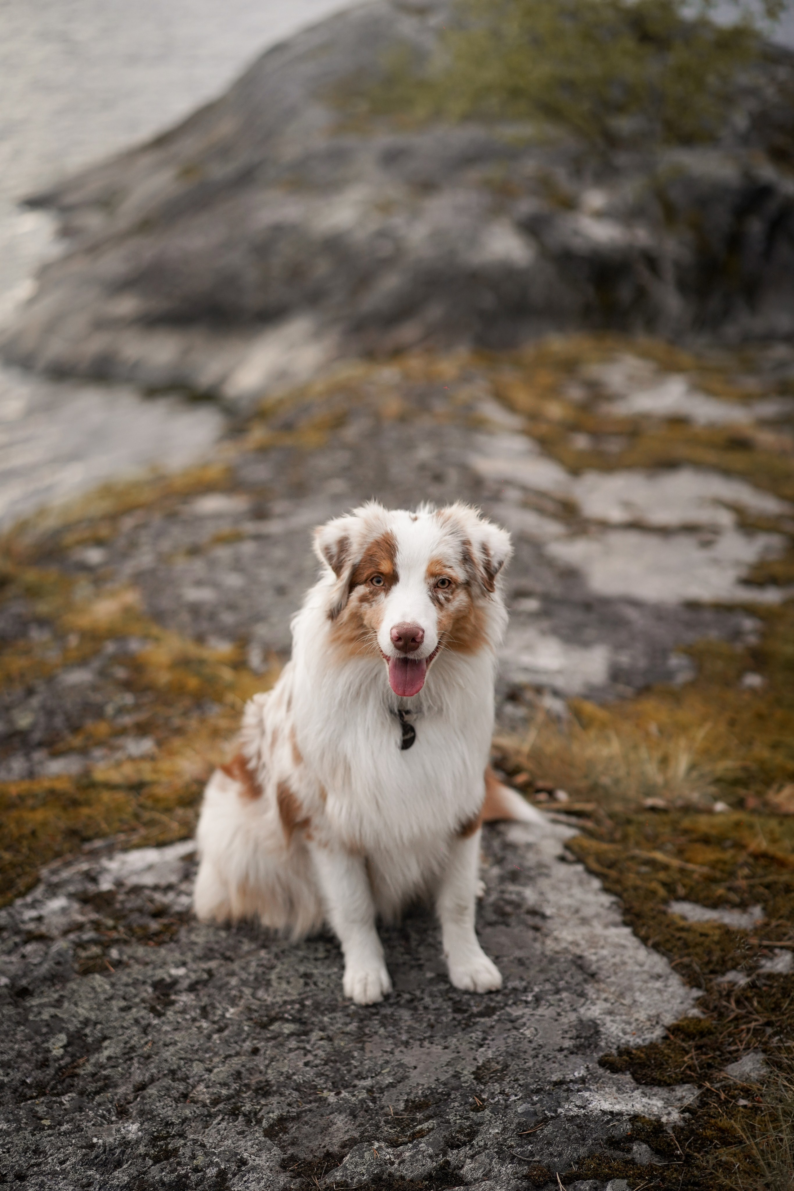 Панда и Юни в Карелии. Фотограф-анималист в Санкт-Петербурге Яна Мартынова