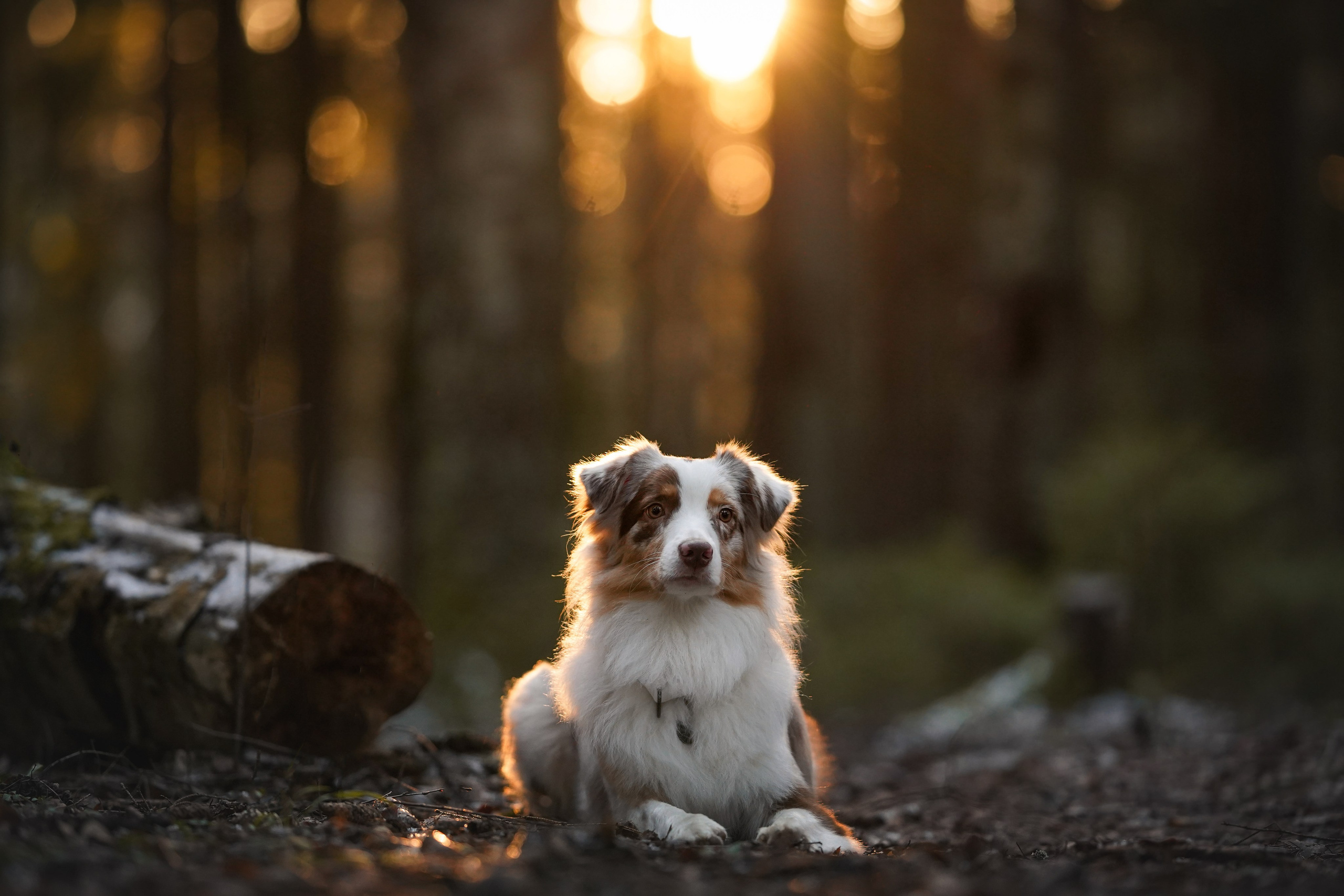 Бэст Айла и Панда. Фотограф-анималист в Санкт-Петербурге Яна Мартынова