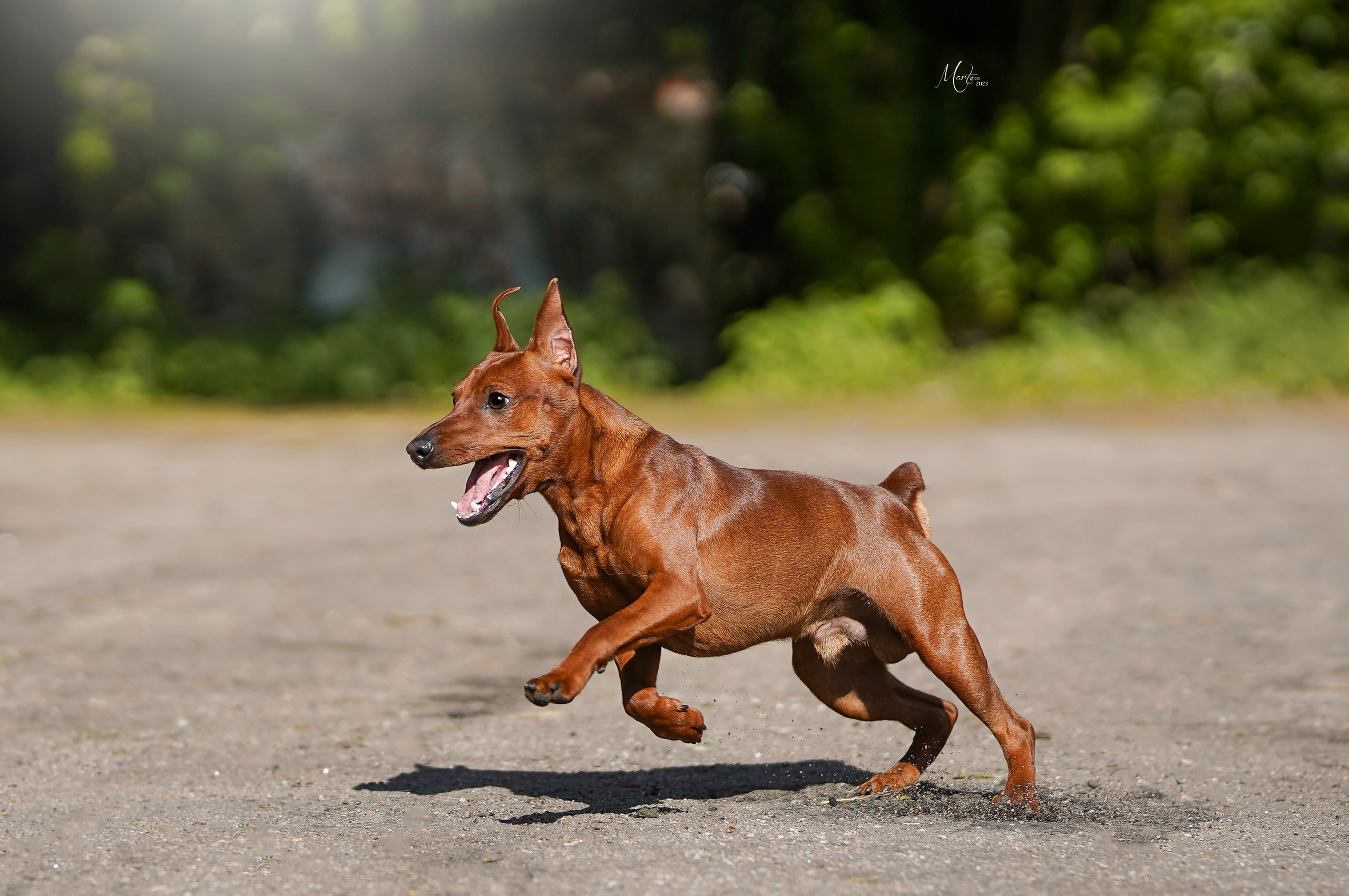 Выставки 2023. Фотограф-анималист в Санкт-Петербурге Яна Мартынова