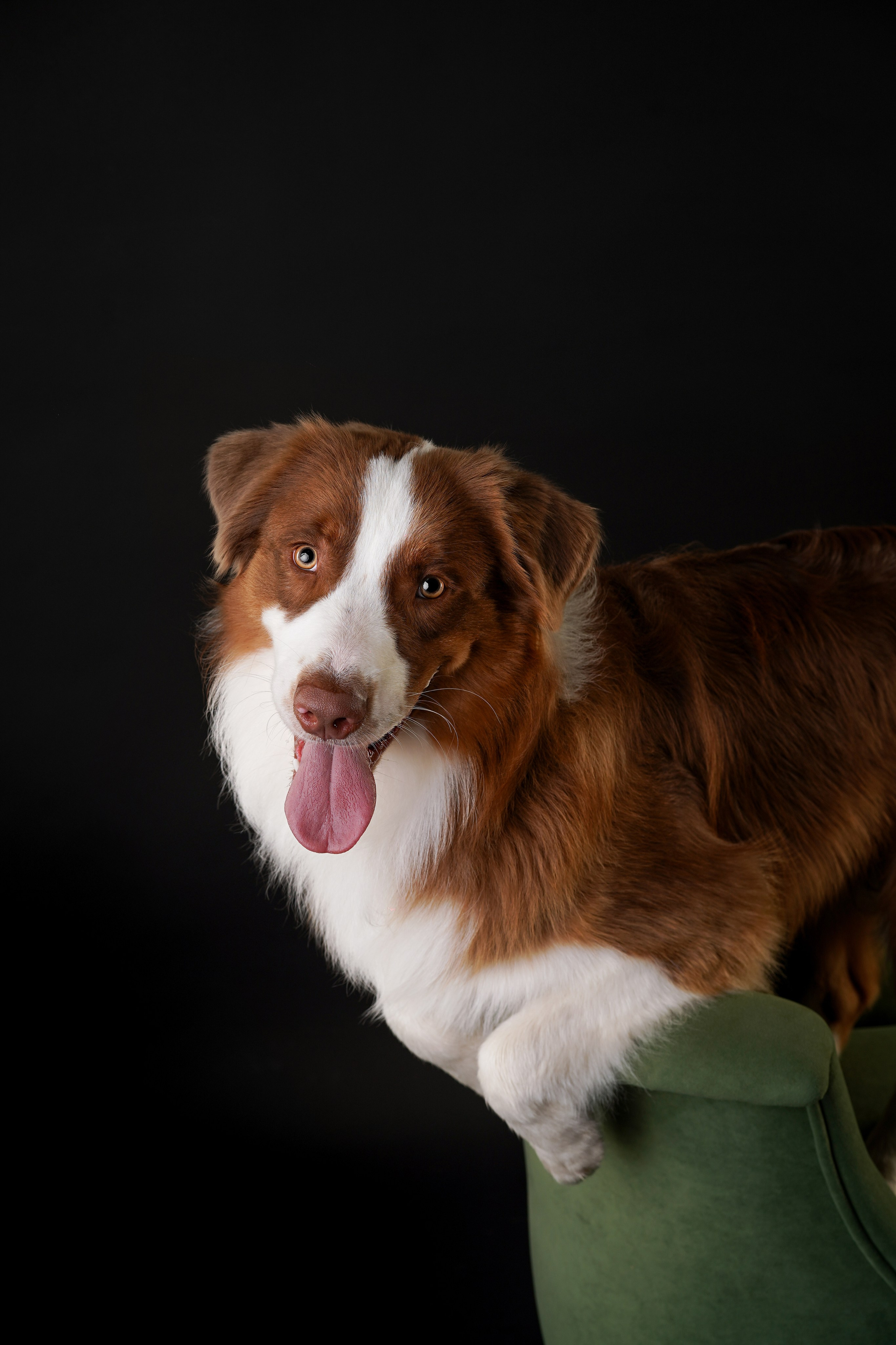 Ксюша, сиба Тэффи и австралийцы Арчи и Нэо. Фотограф-анималист в Санкт-Петербурге Яна Мартынова