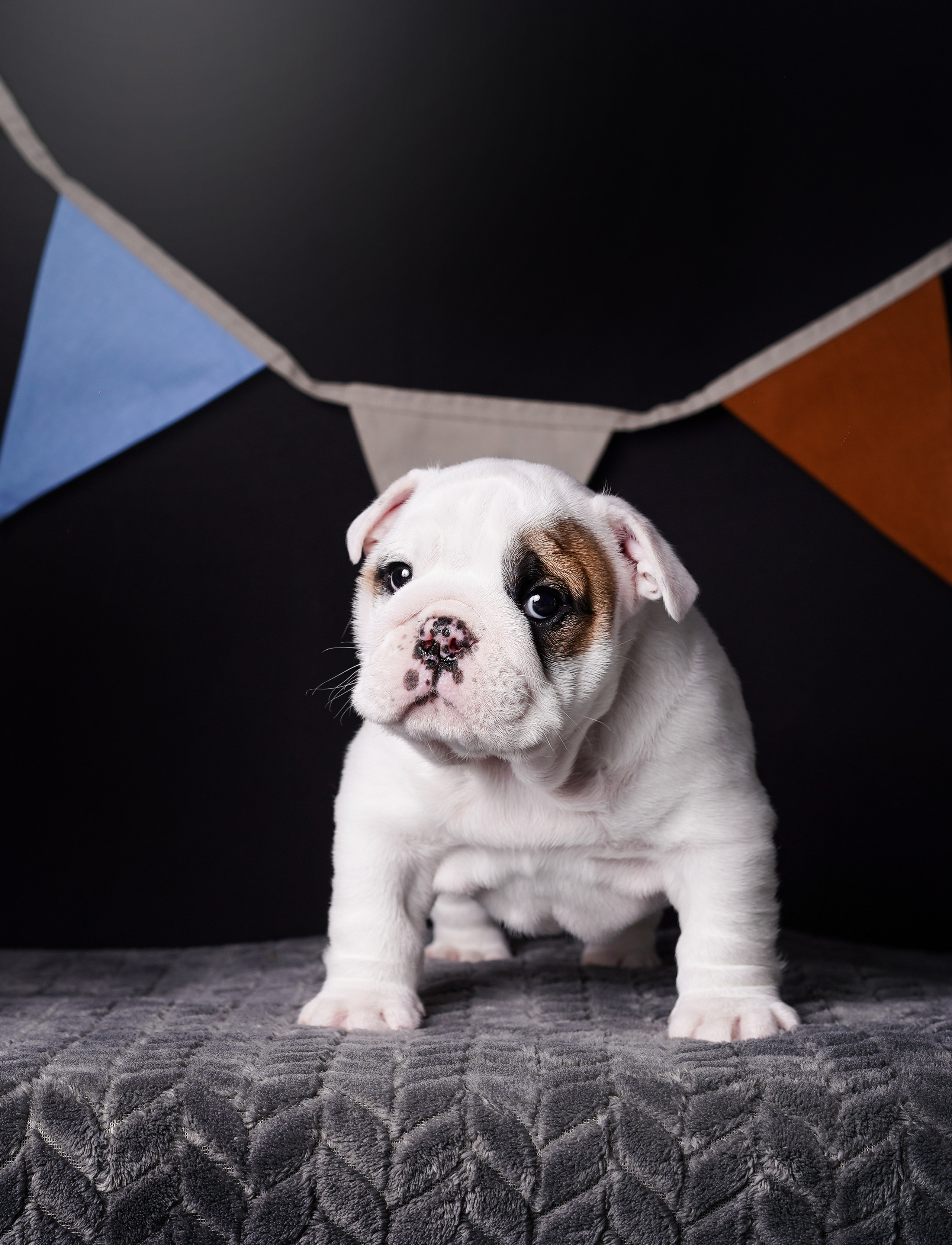 Щенки бульдога. Фотограф-анималист в Санкт-Петербурге Яна Мартынова