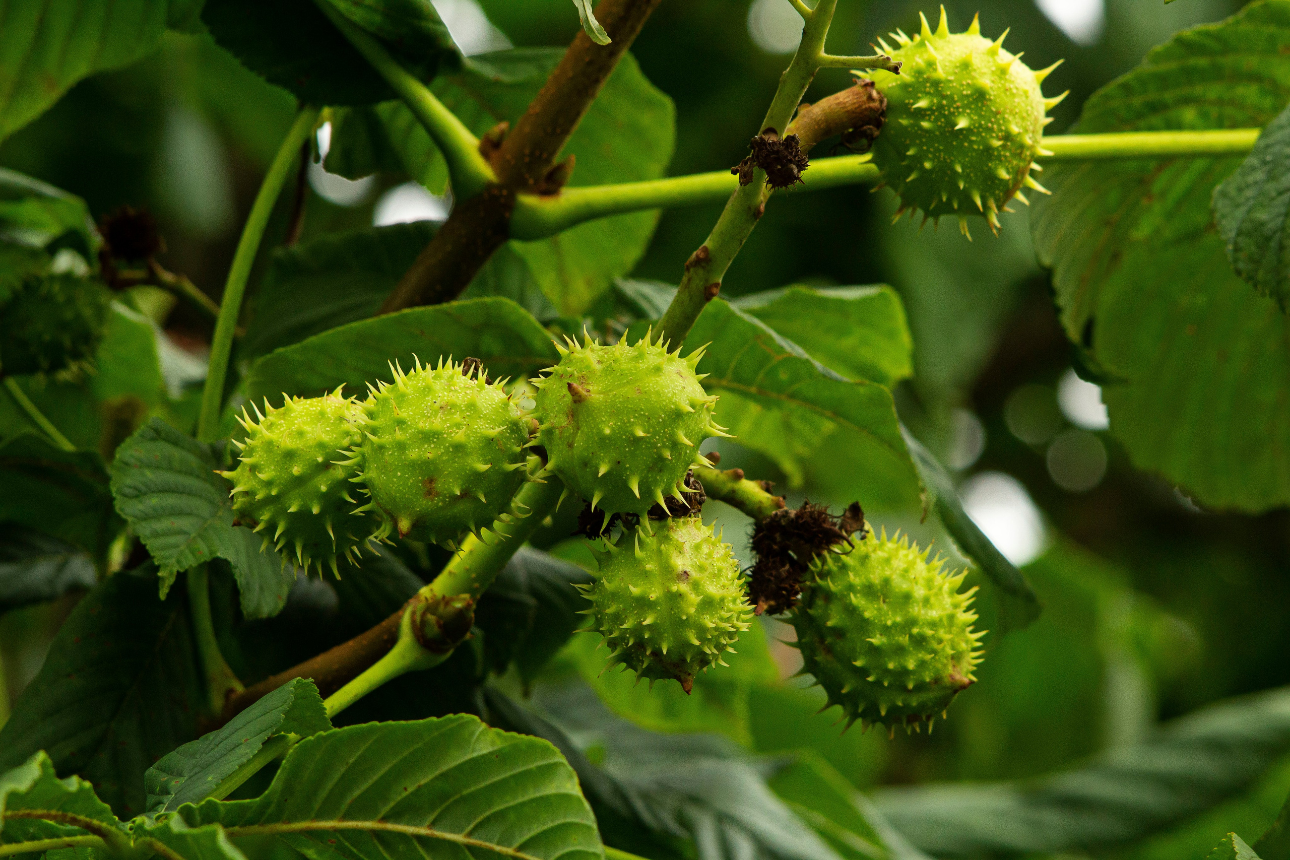 Деревья. Природа севера