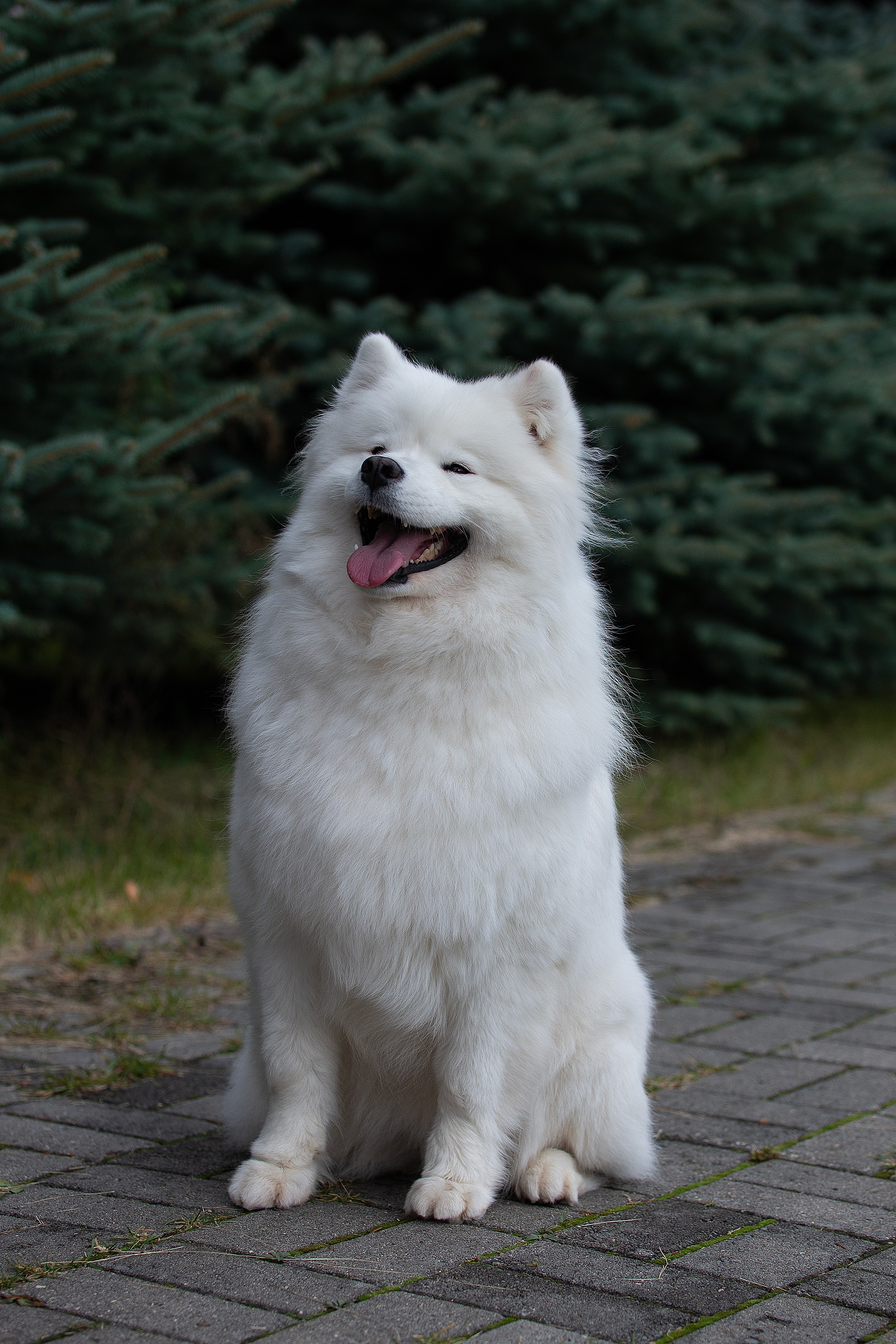 Собаки питомника Версаль. Творческий фотограф Вологда