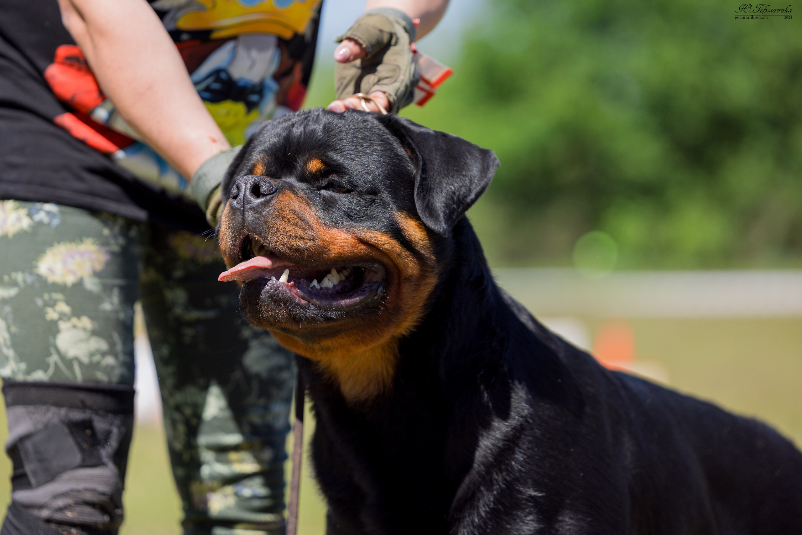Воронеж моно ротвейлеров 25-26.05.2024. Фотограф-анималист Юлия Германика