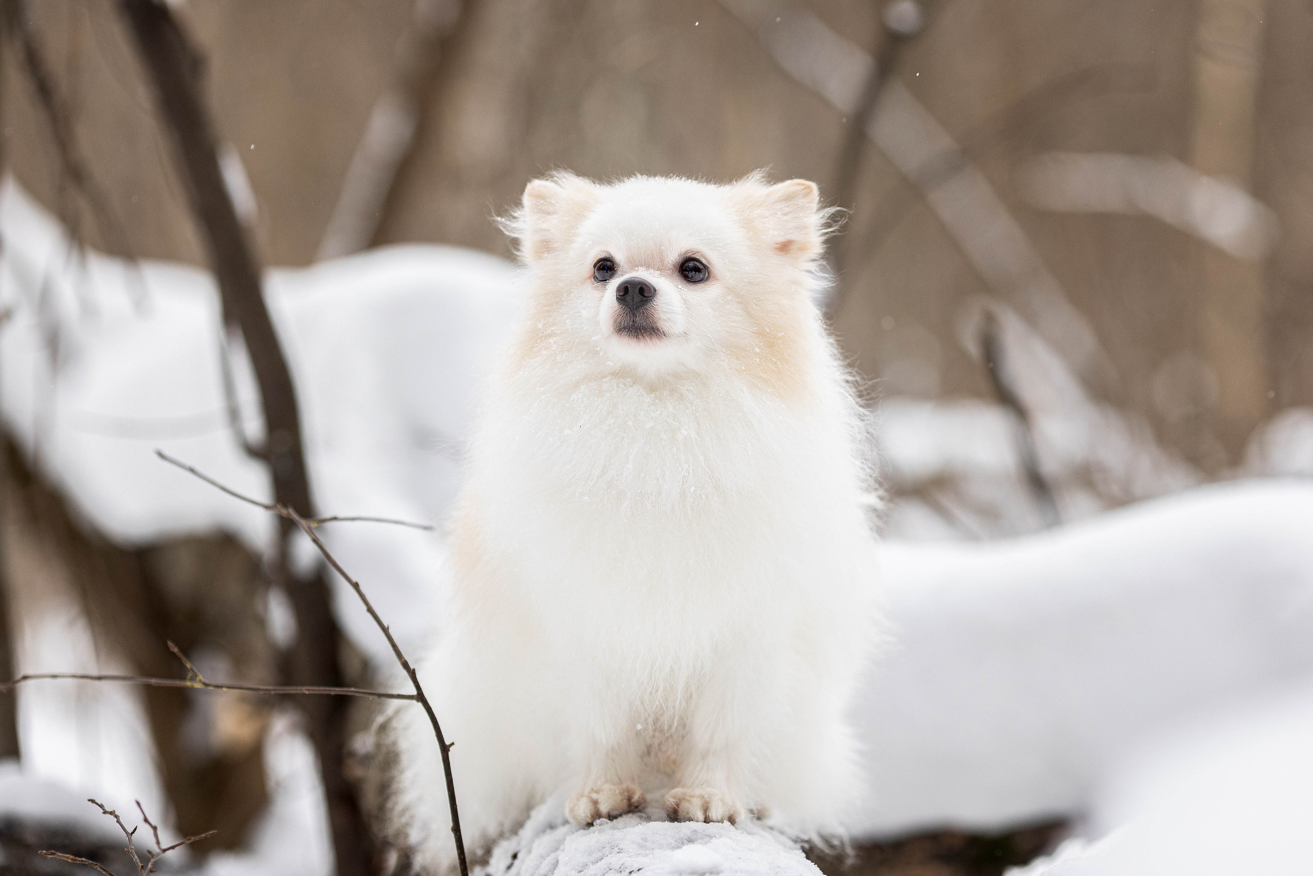 Элина и Чинк. Фотограф Анималист в Перми Анастасия Остерман