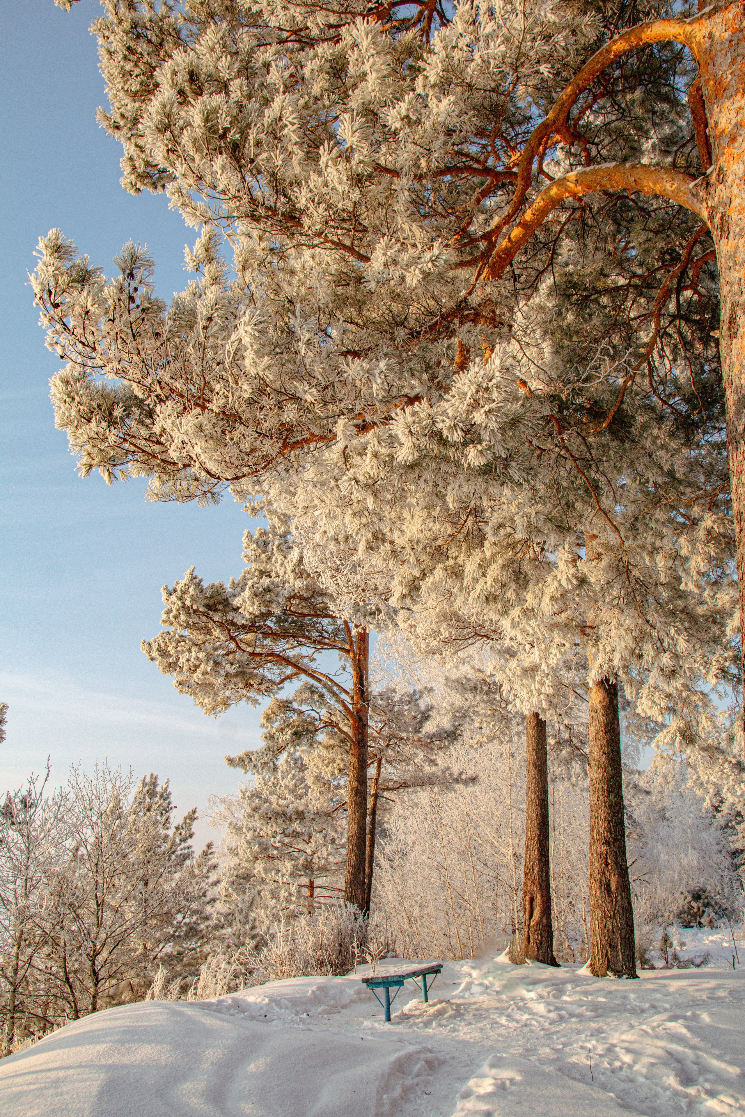 Зима. Ваш фотограф Северск | Томск