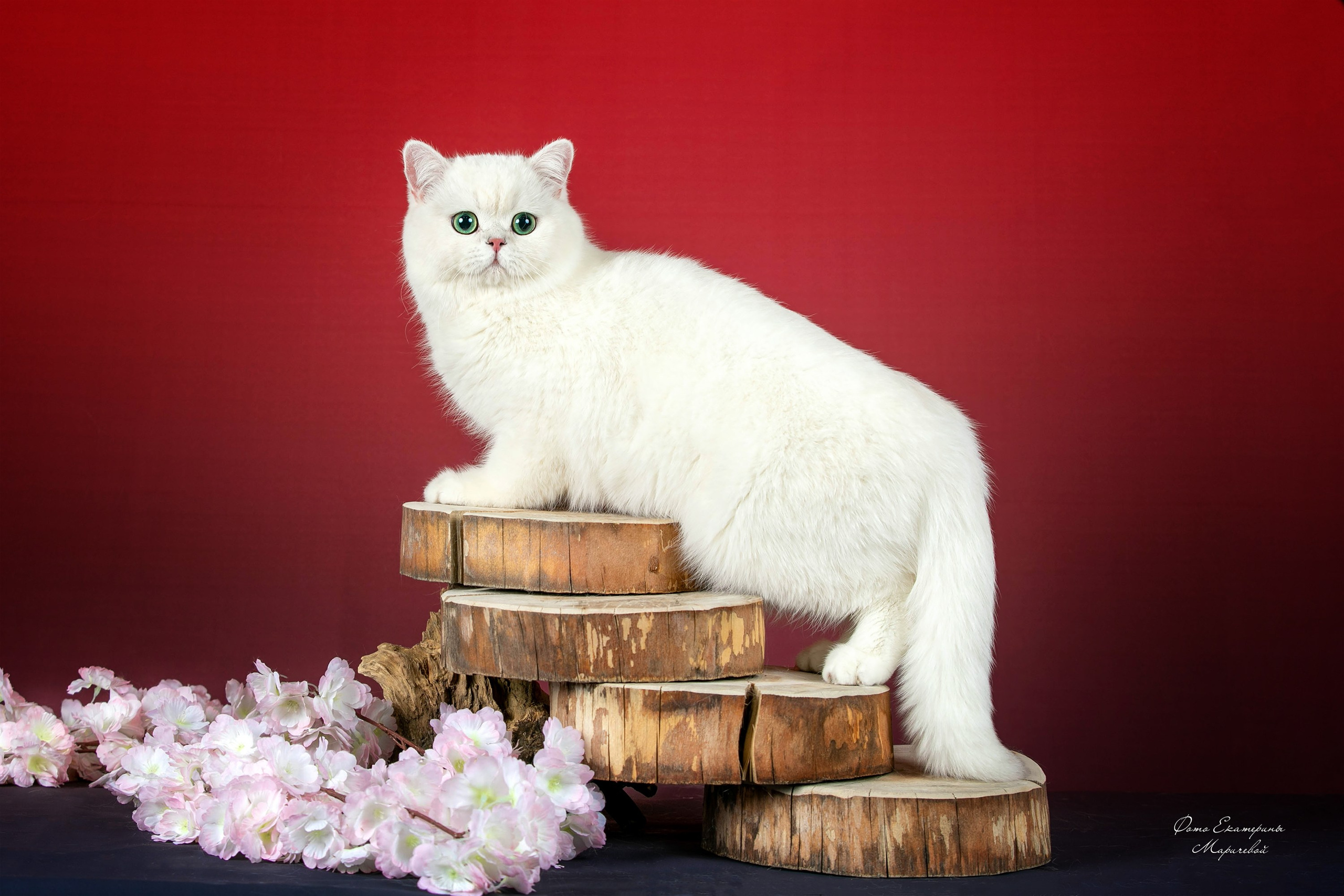 Стендовая съёмка на выставках кошек. Фотограф-анималист в Омске Екатерина Маричева
