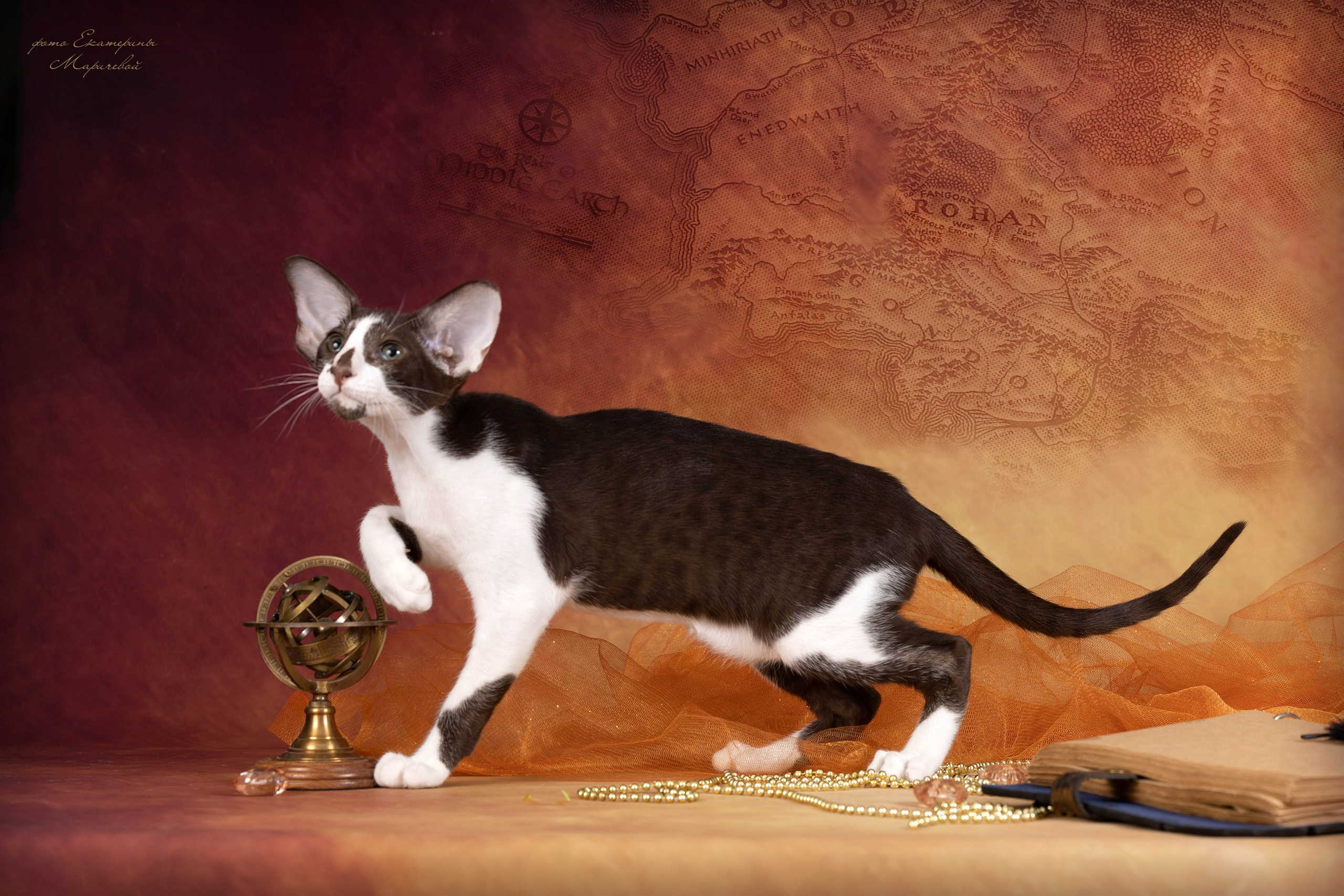 Галерея котят. Фотограф-анималист в Омске Екатерина Маричева