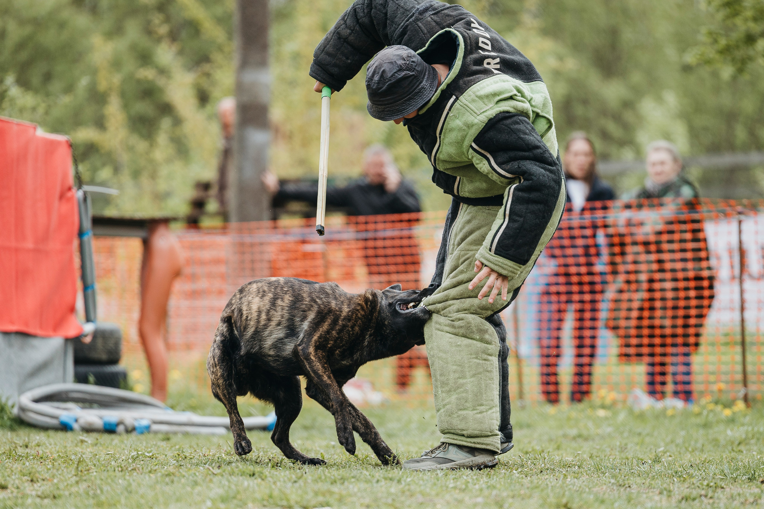 26.05.25 г. Пушкин квалификационные соревнования. Фотограф-анималист Анна Маринич